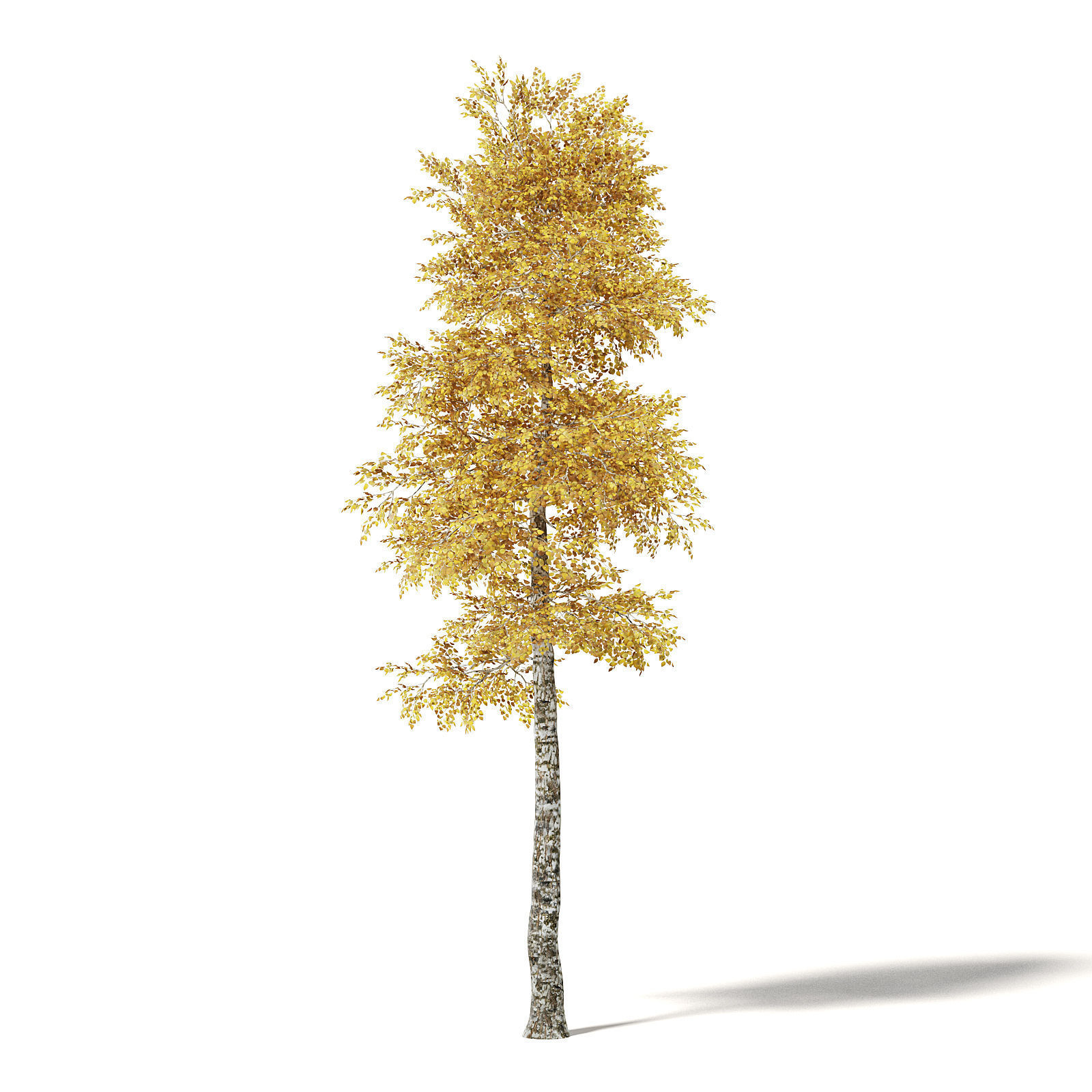 Silver Birch 3D Model 8m 3D model_6