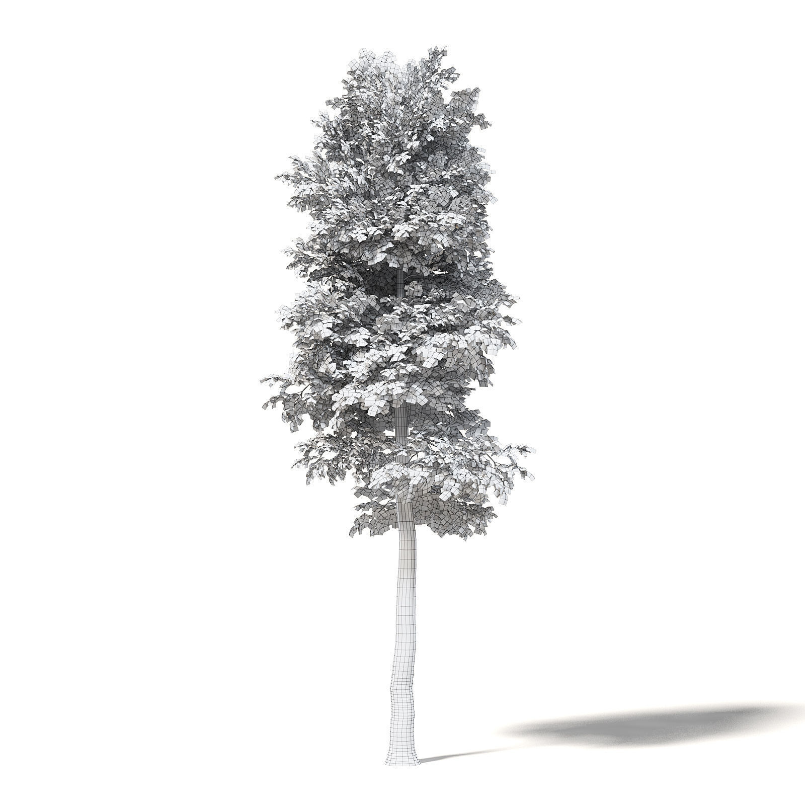 Silver Birch 3D Model 8m 3D model_1