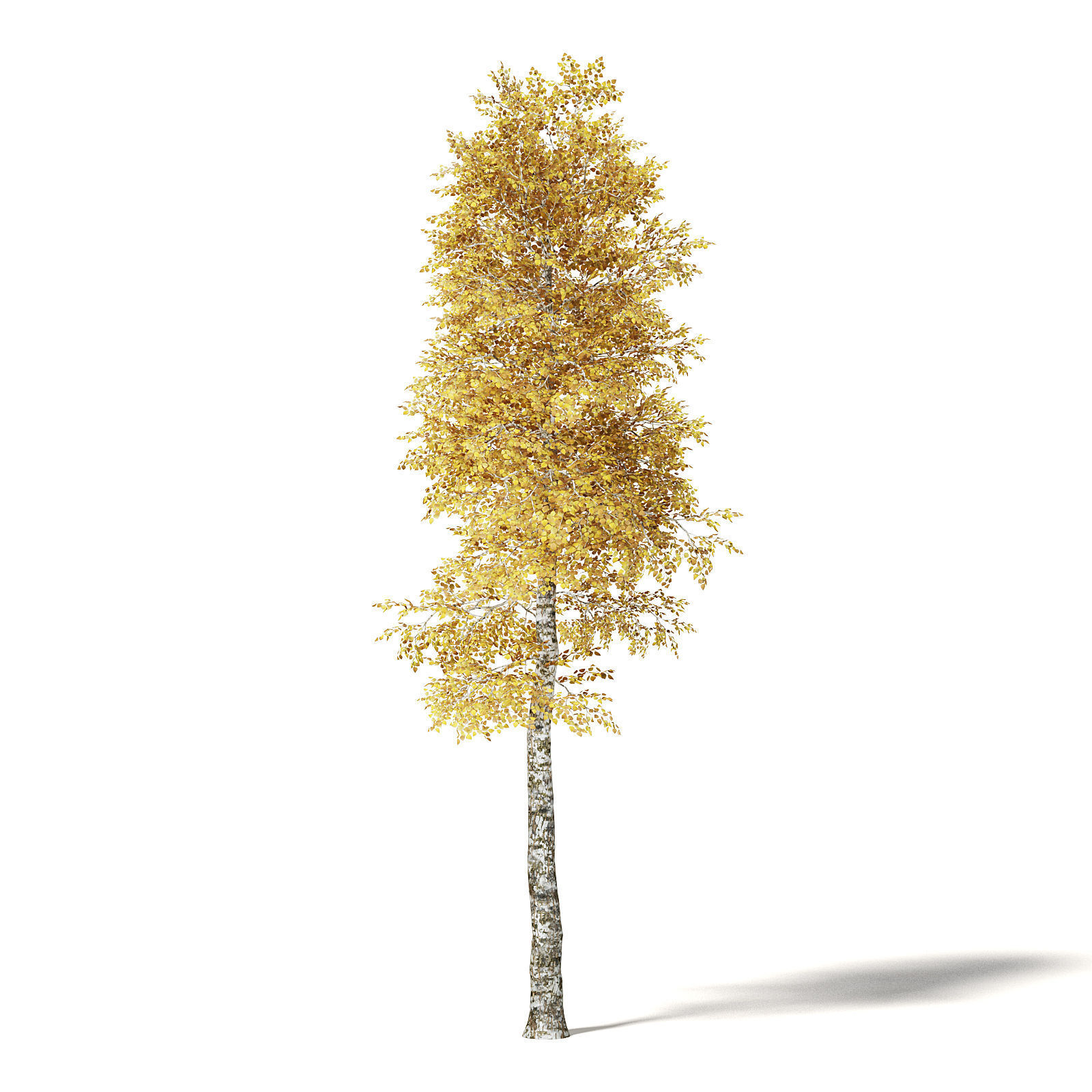 Silver Birch 3D Model 8m 3D model_4