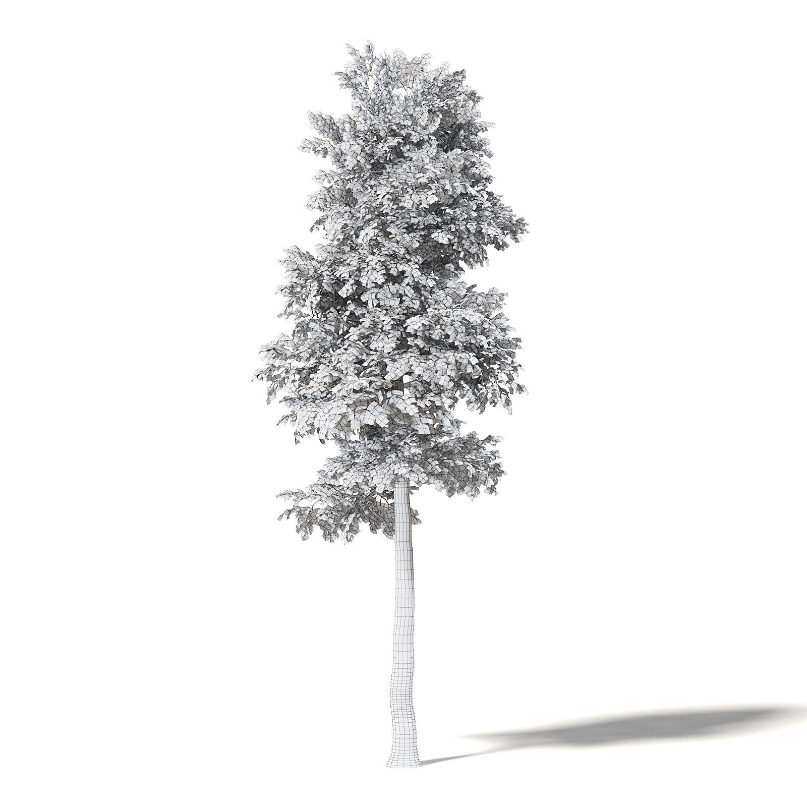 Silver Birch 3D Model 8m 3D model_7