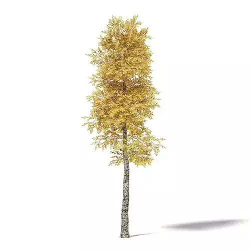 Silver Birch 3D Model 8m