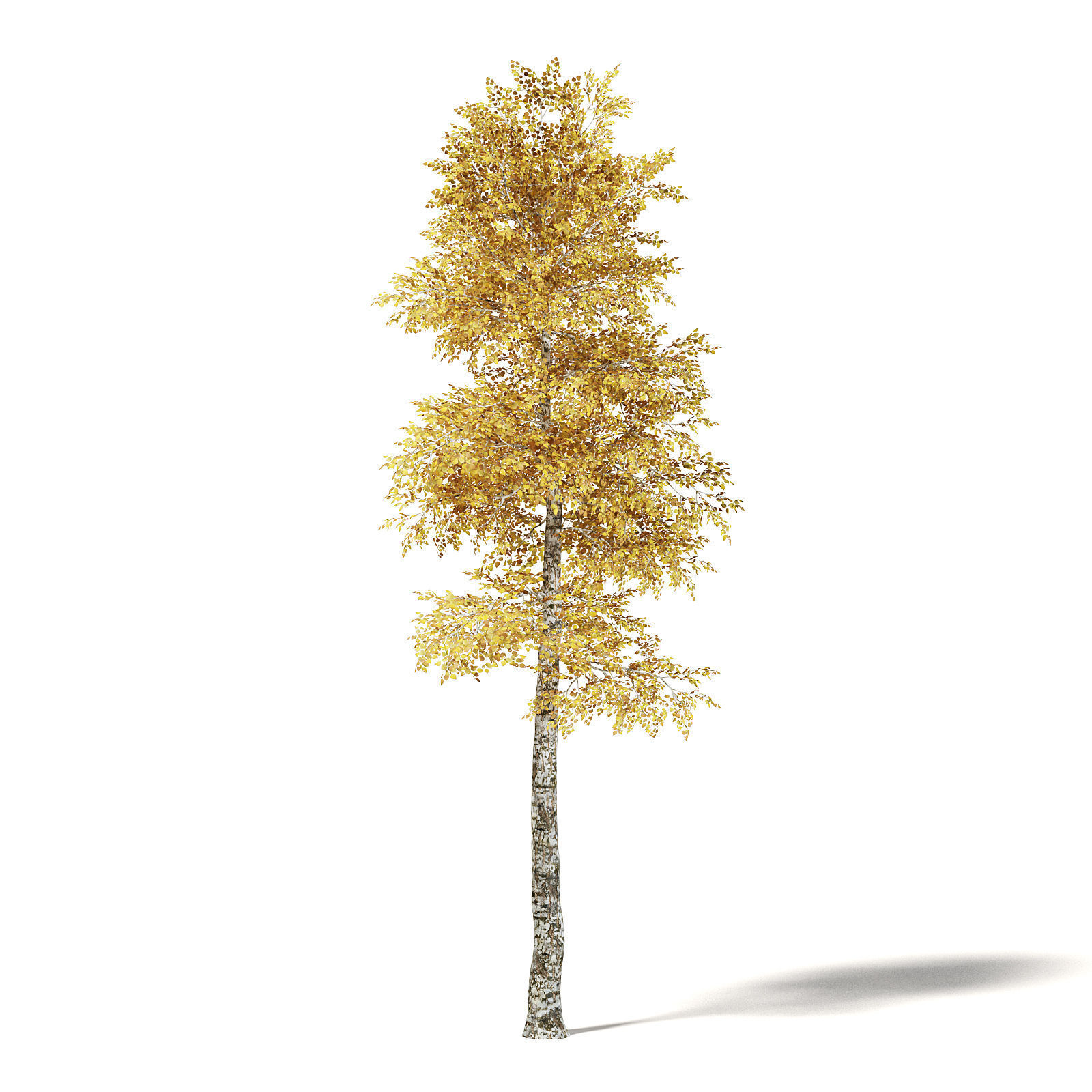 Silver Birch 3D Model 8m 3D model_2