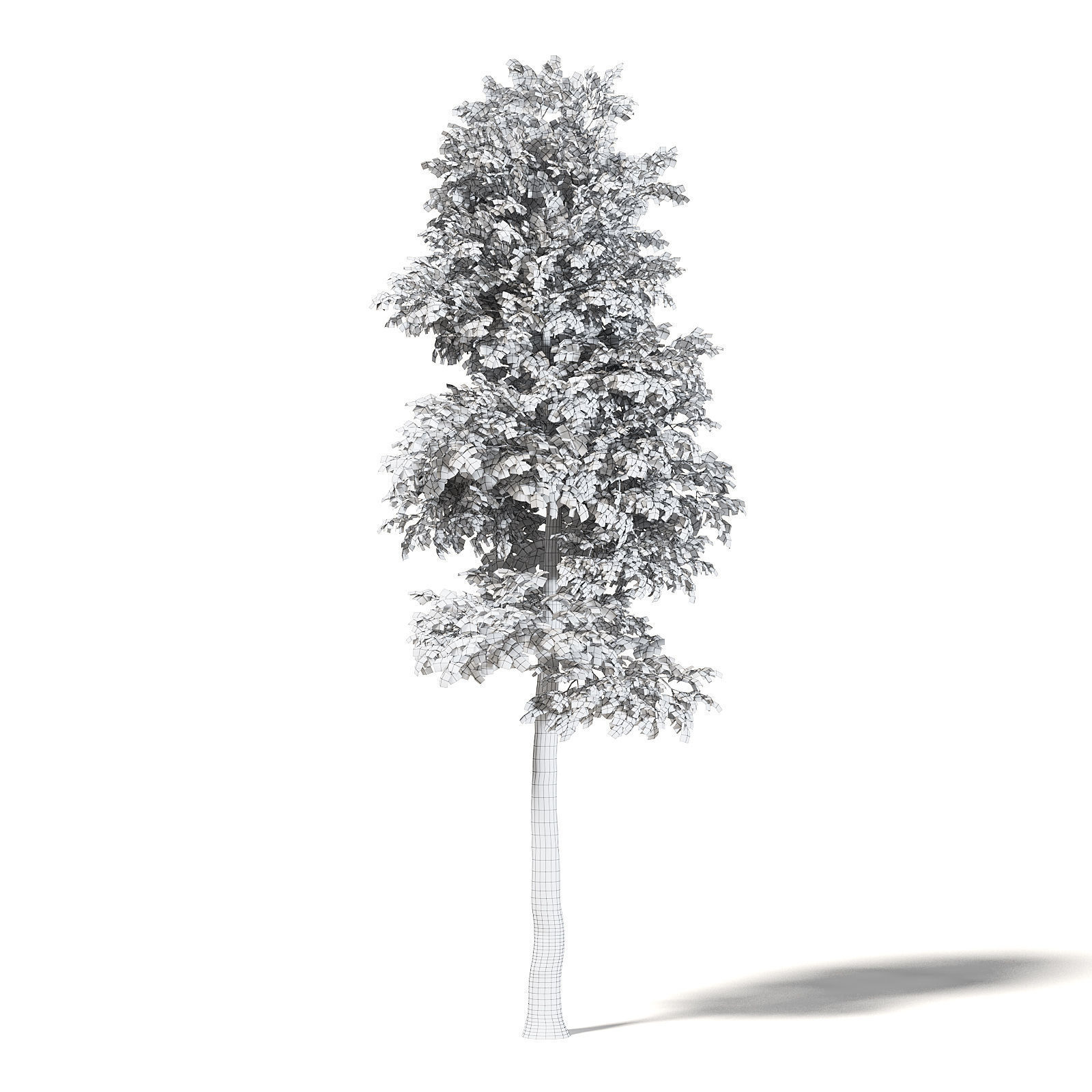 Silver Birch 3D Model 8m 3D model_3