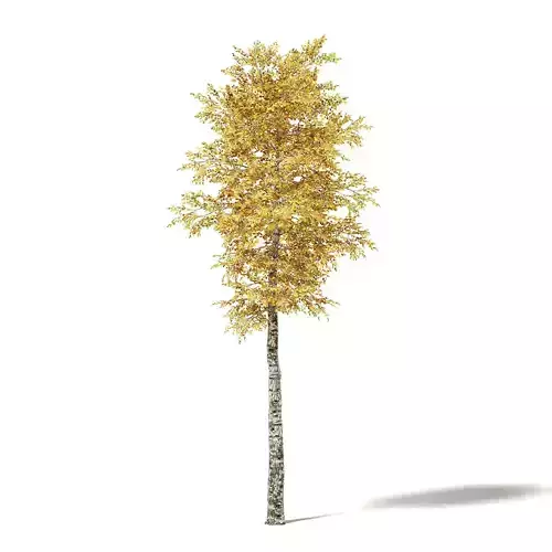 Silver Birch 3D Model 7m