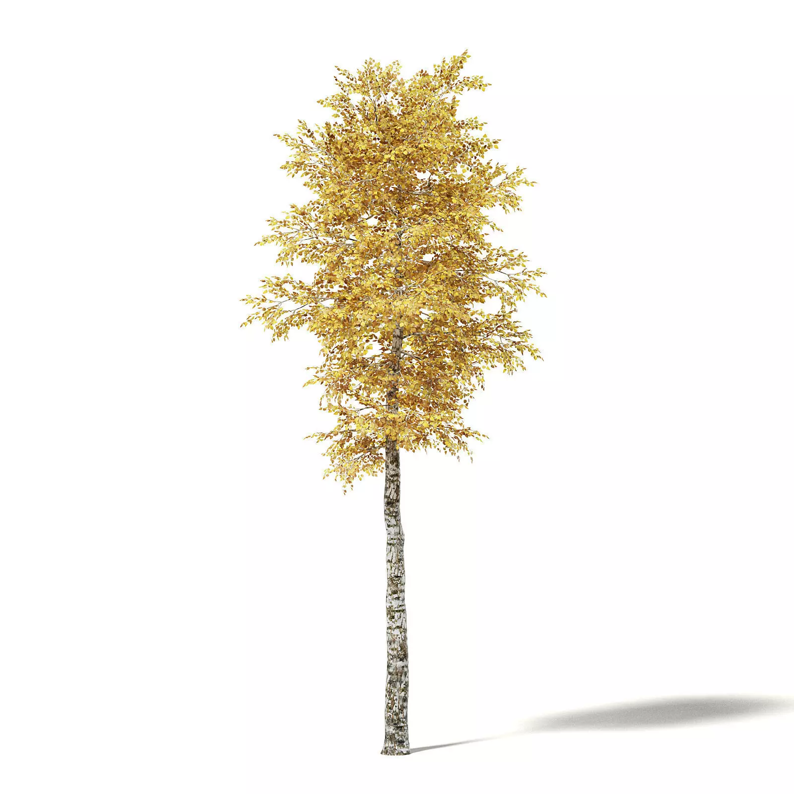 Silver Birch 3D Model 7m 3D model_0