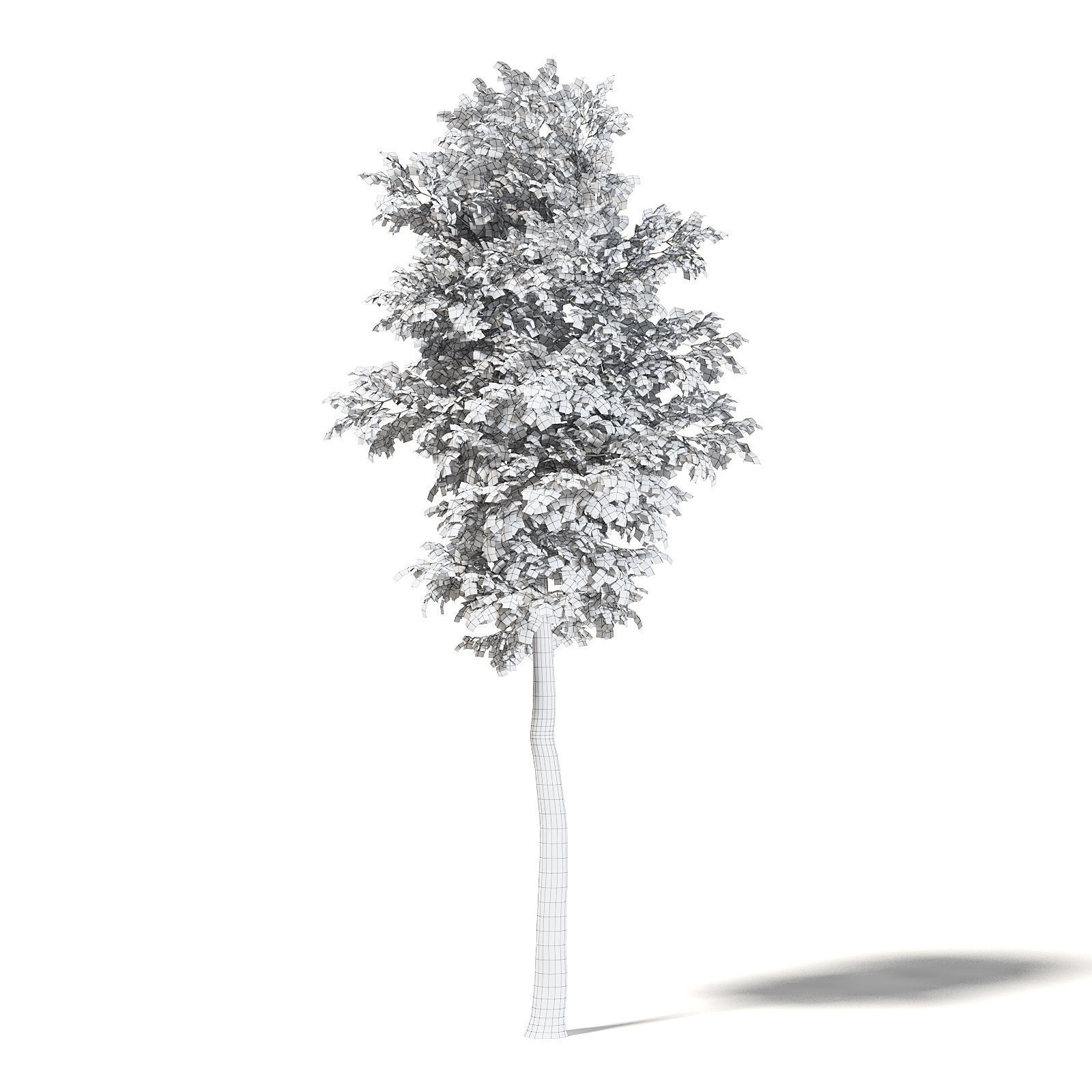 Silver Birch 3D Model 7m 3D model_3
