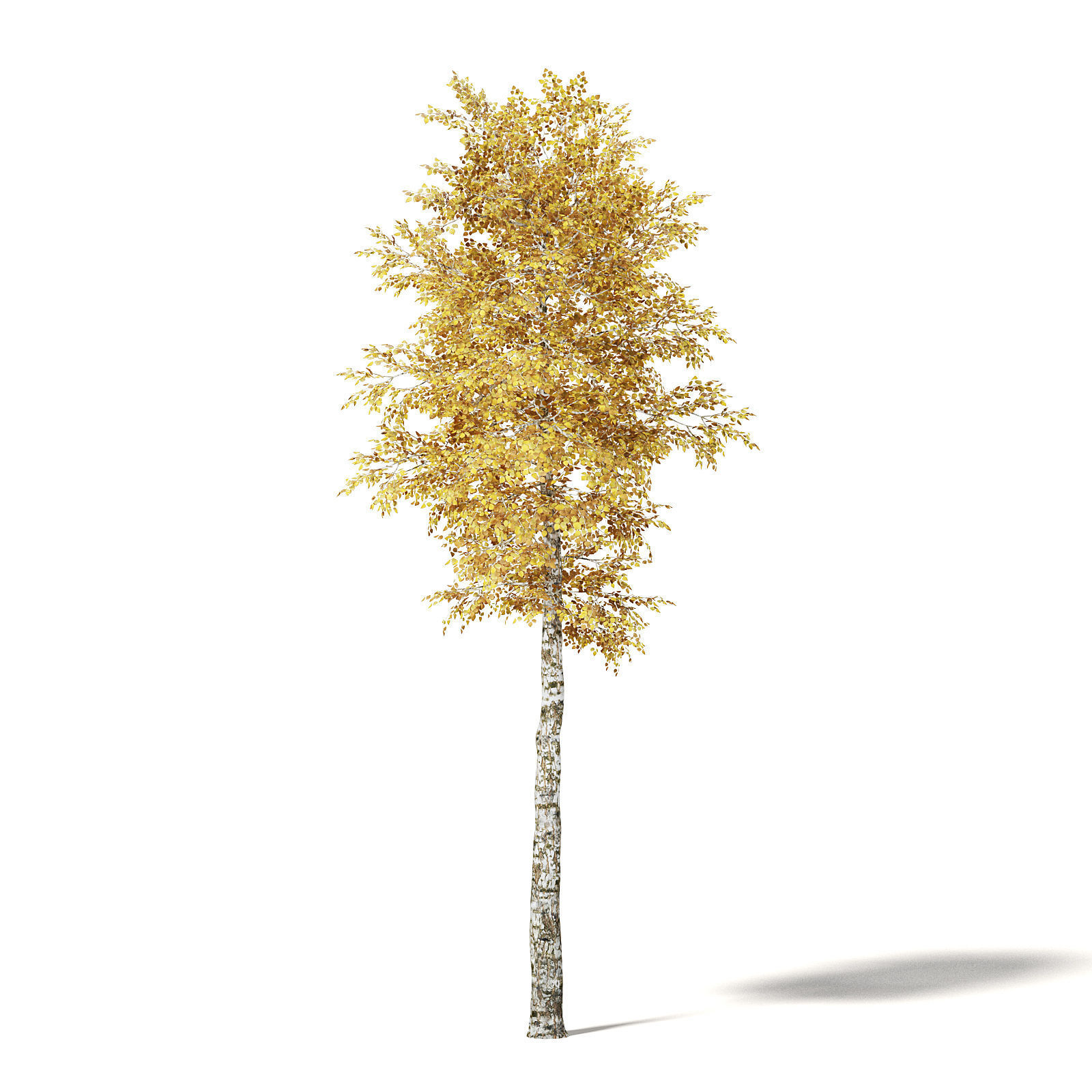 Silver Birch 3D Model 7m 3D model_4