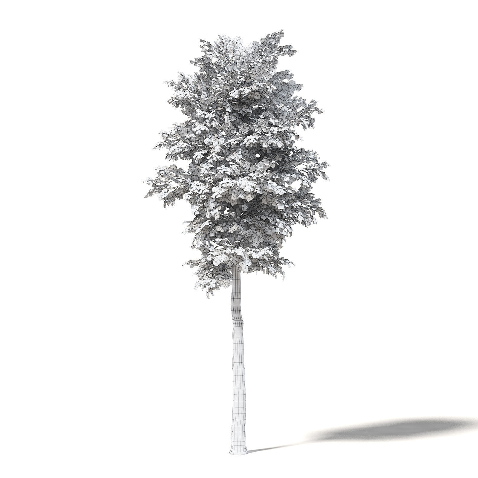 Silver Birch 3D Model 7m 3D model_1