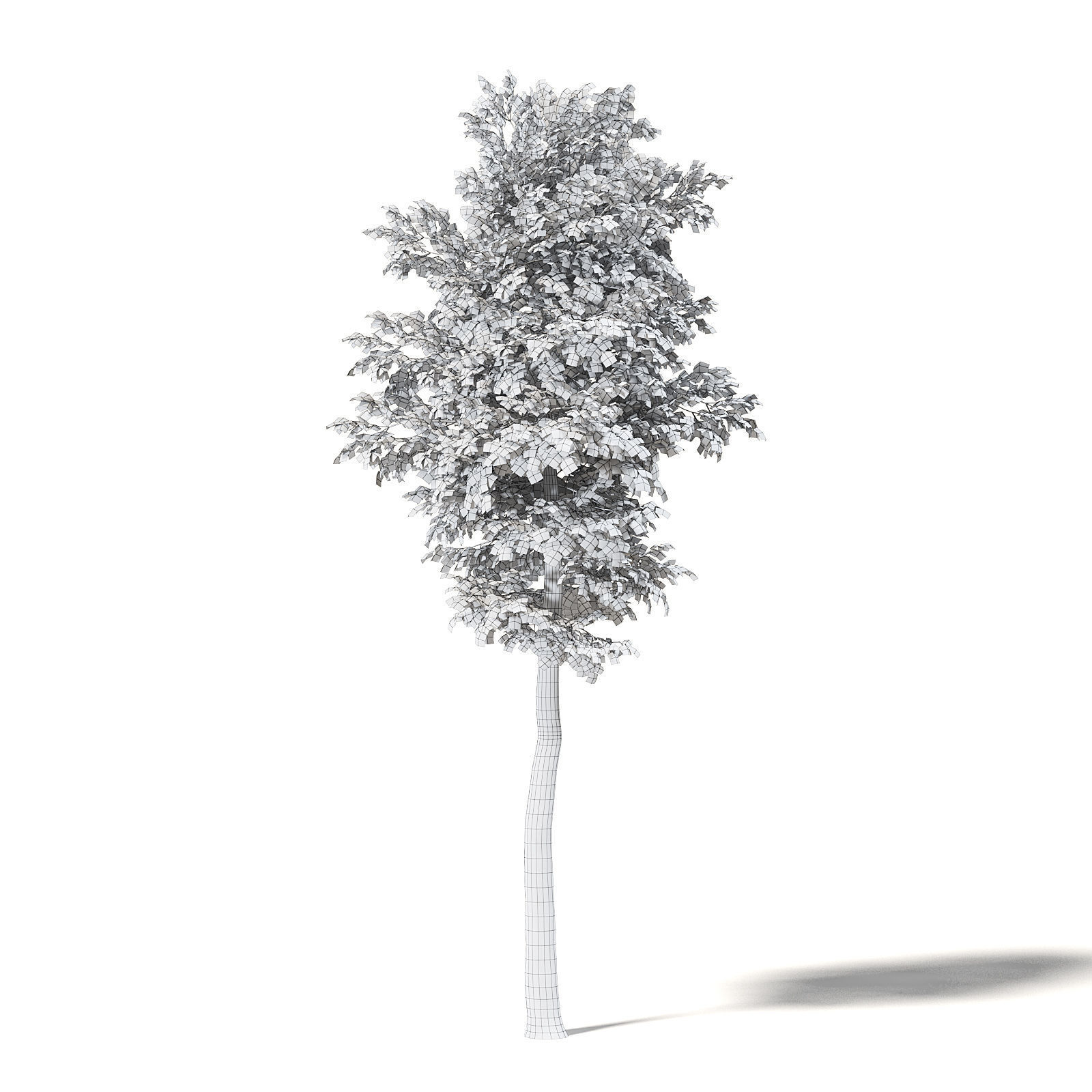 Silver Birch 3D Model 7m 3D model_7