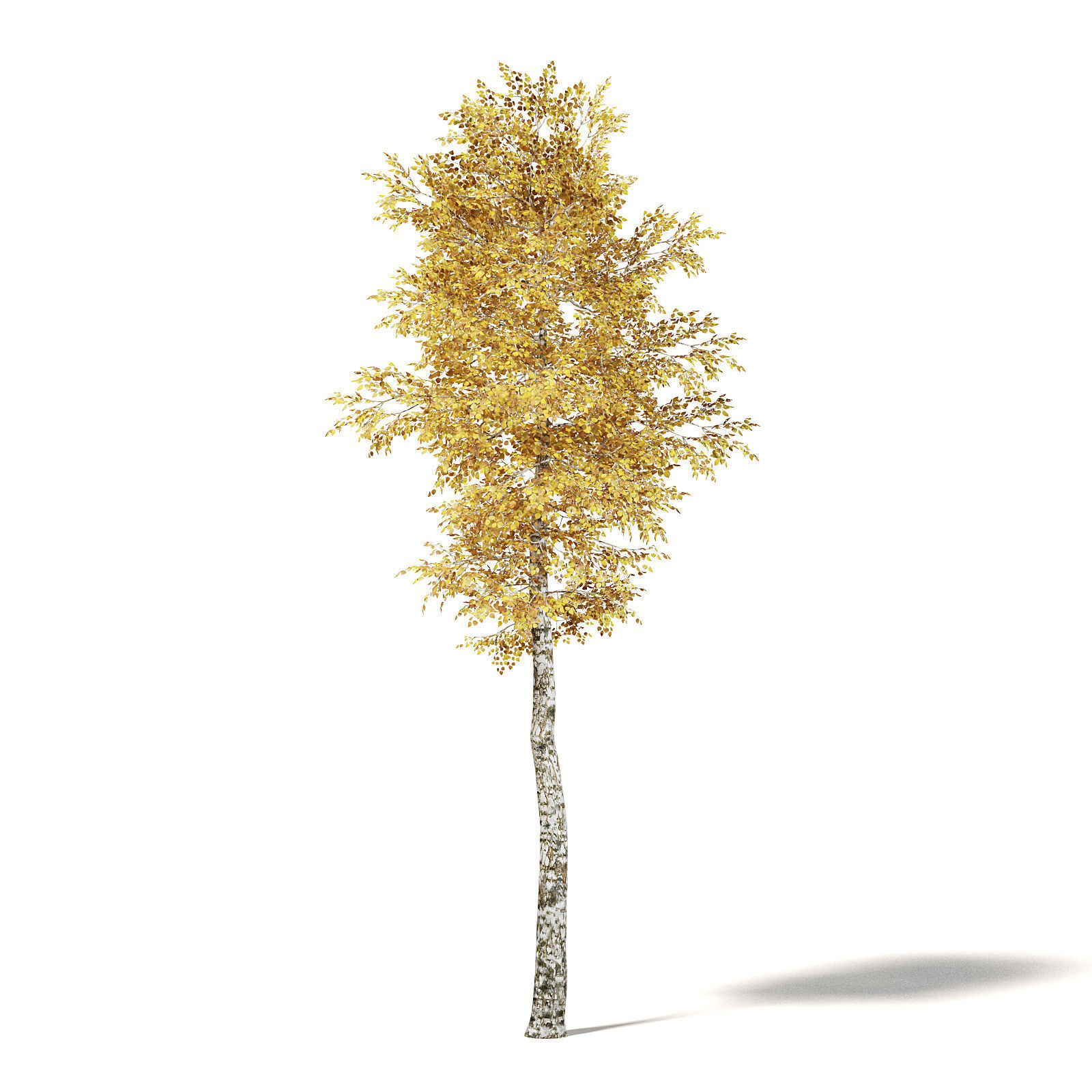 Silver Birch 3D Model 7m 3D model_2