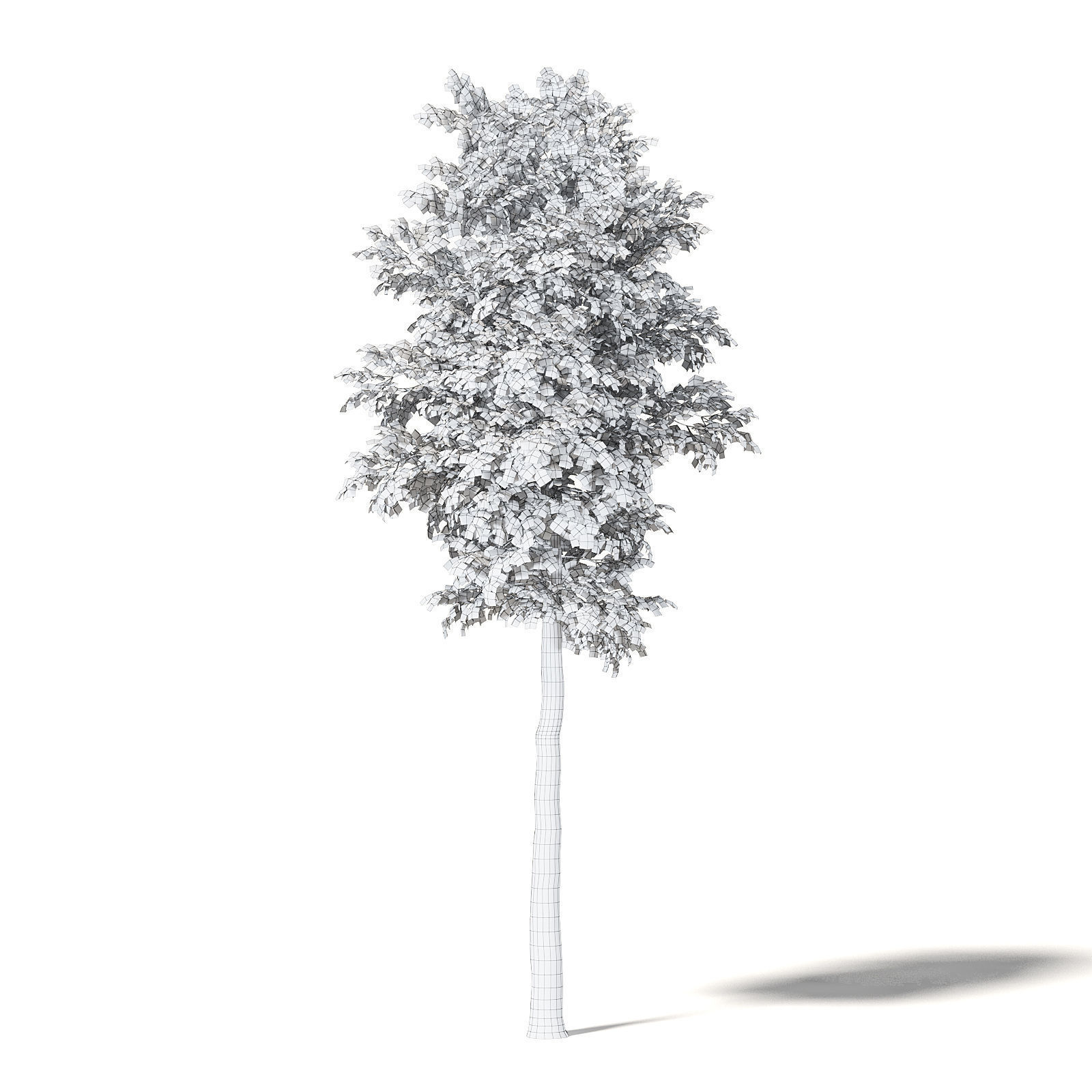 Silver Birch 3D Model 7m 3D model_5