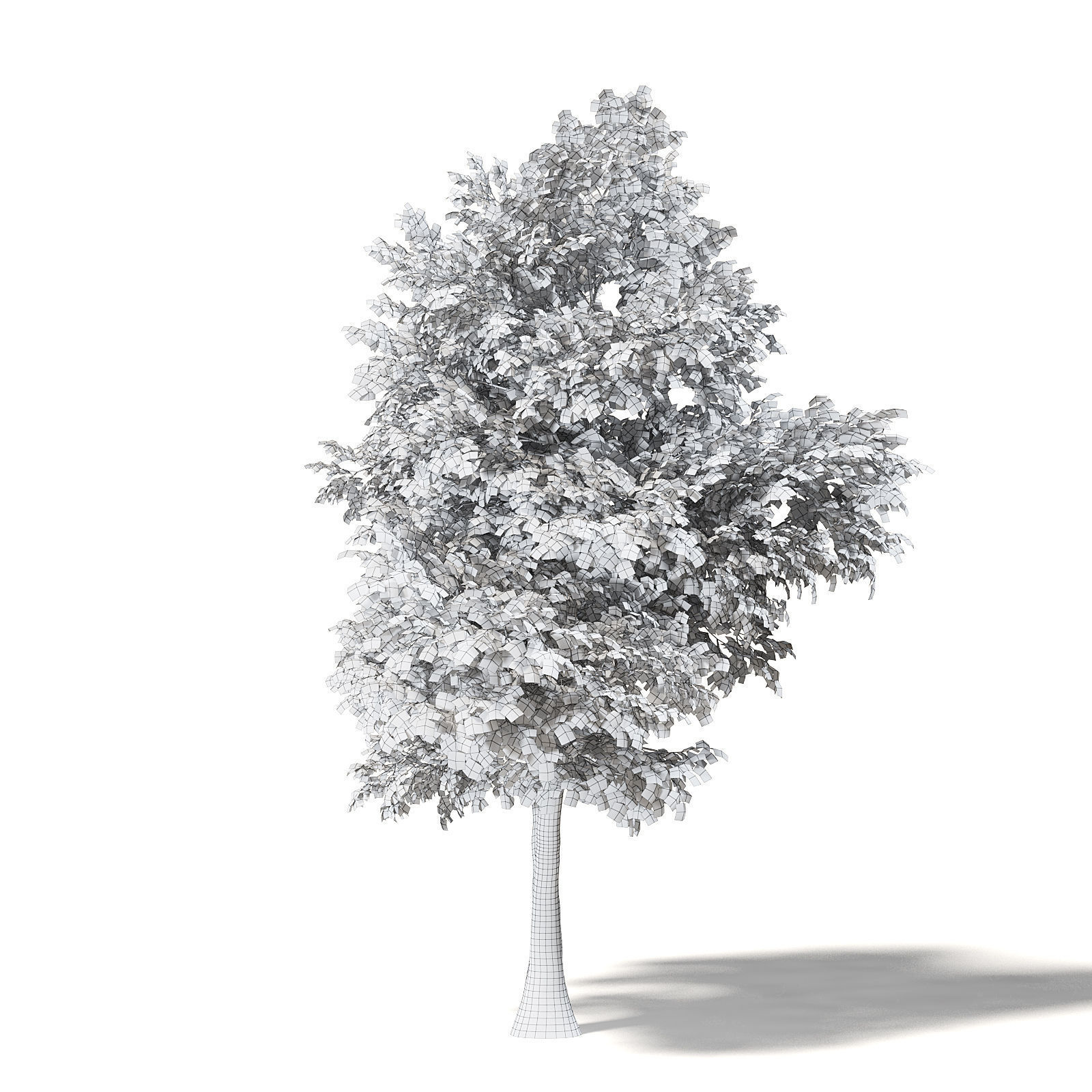 Silver Birch 3D Model 6m 3D model_7