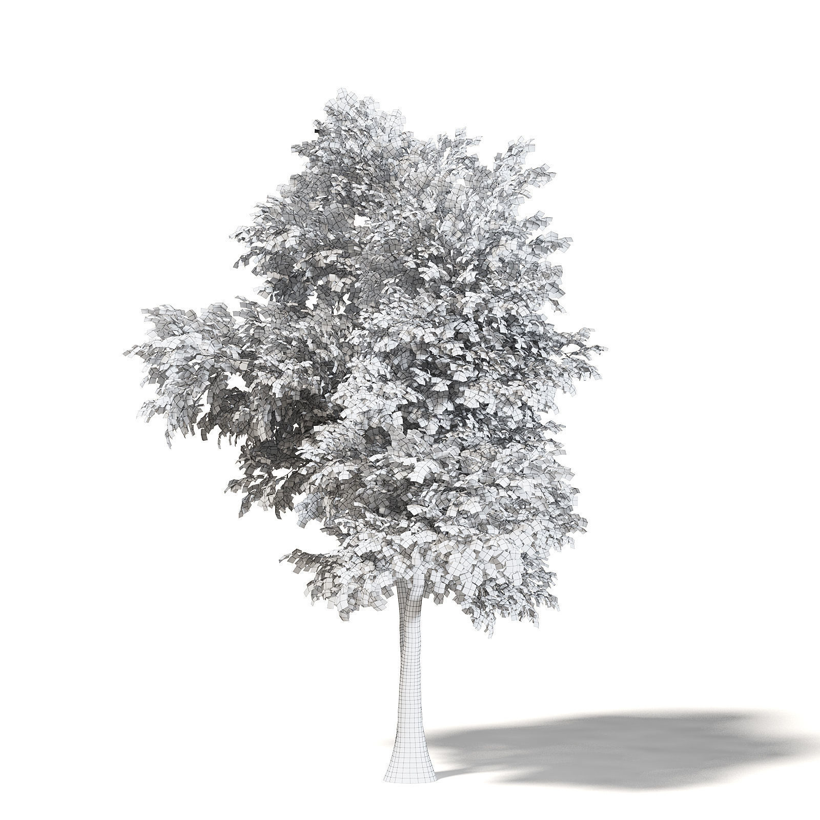 Silver Birch 3D Model 6m 3D model_3