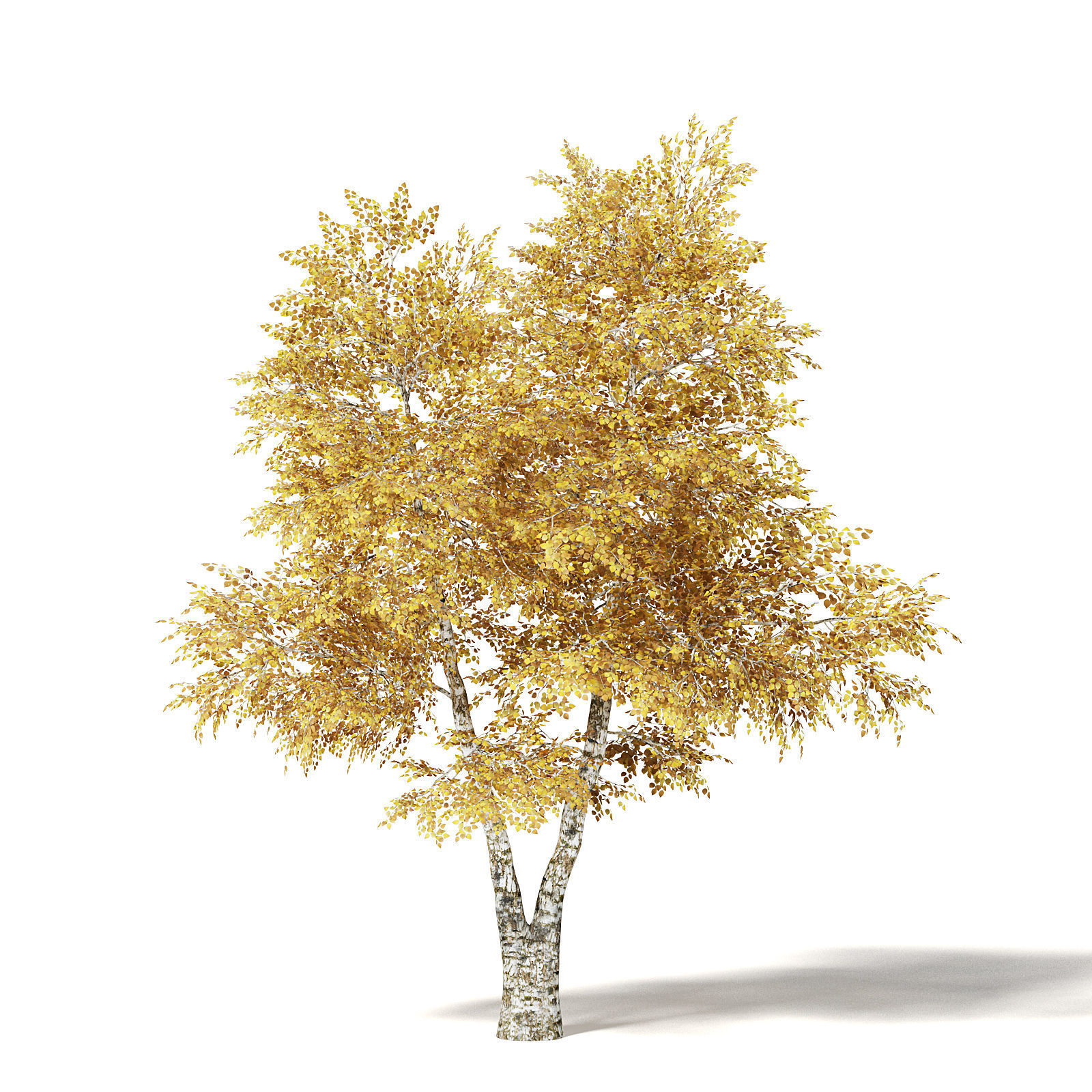 Silver Birch 3D Model 6m 3D model_4