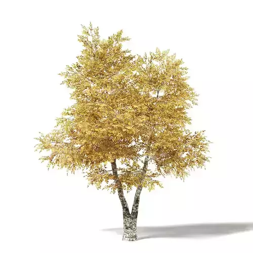 Silver Birch 3D Model 6m