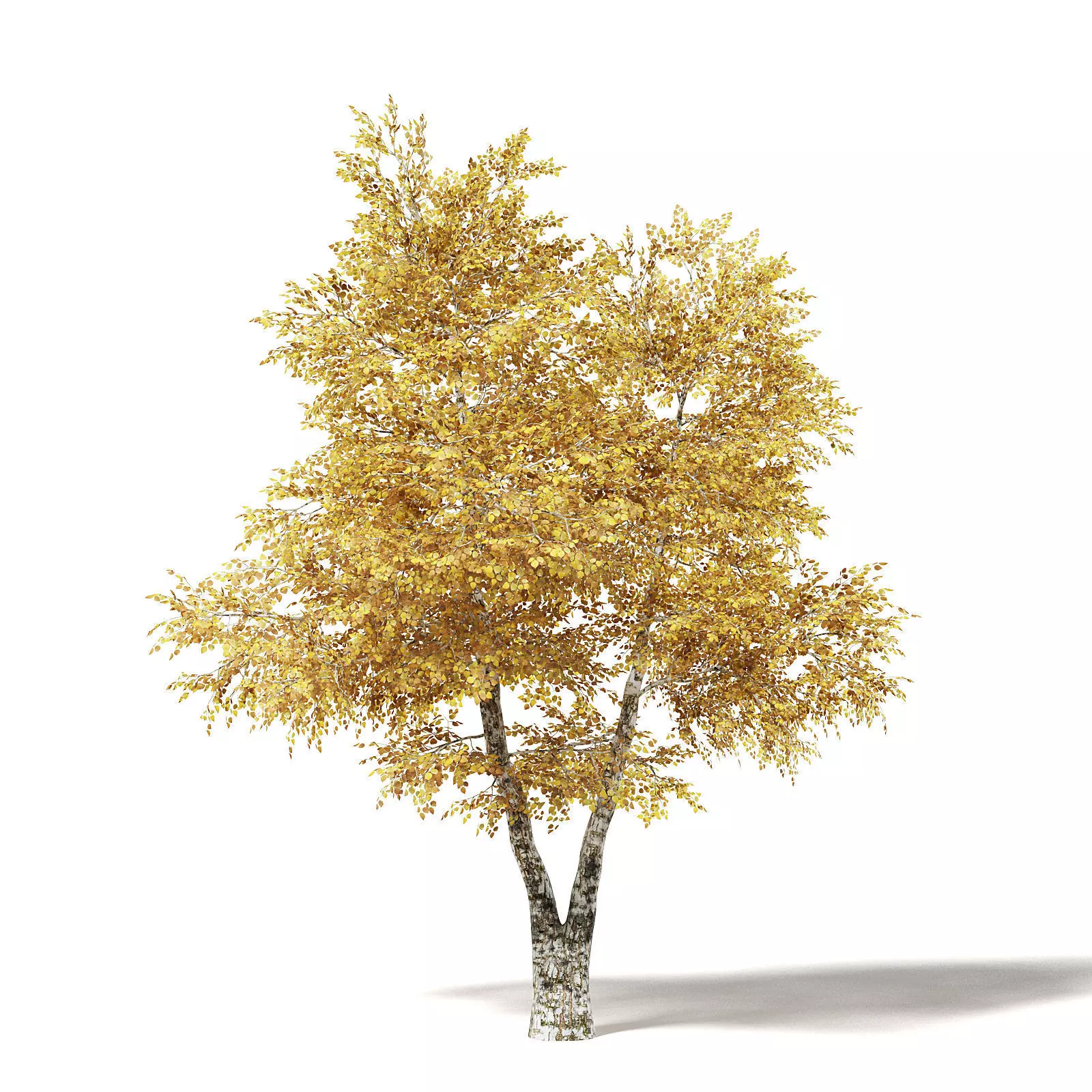 Silver Birch 3D Model 6m 3D model_0