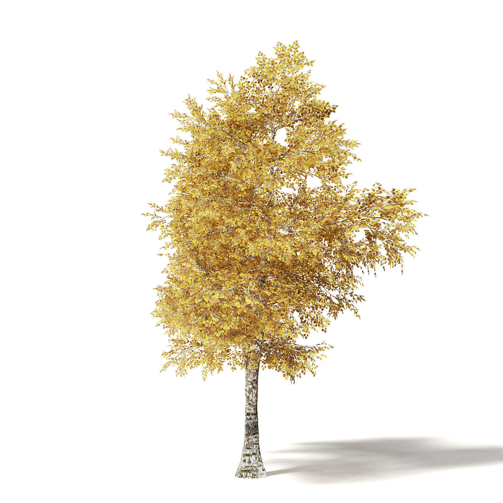 Silver Birch 3D Model 6m 3D model_6