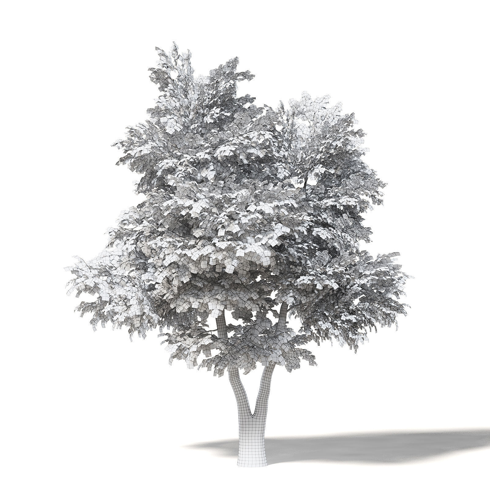 Silver Birch 3D Model 6m 3D model_1