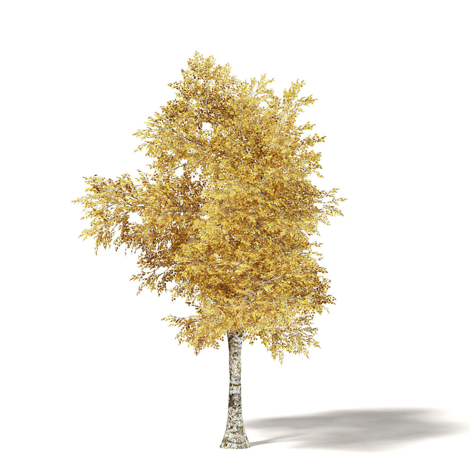 Silver Birch 3D Model 6m 3D model_2