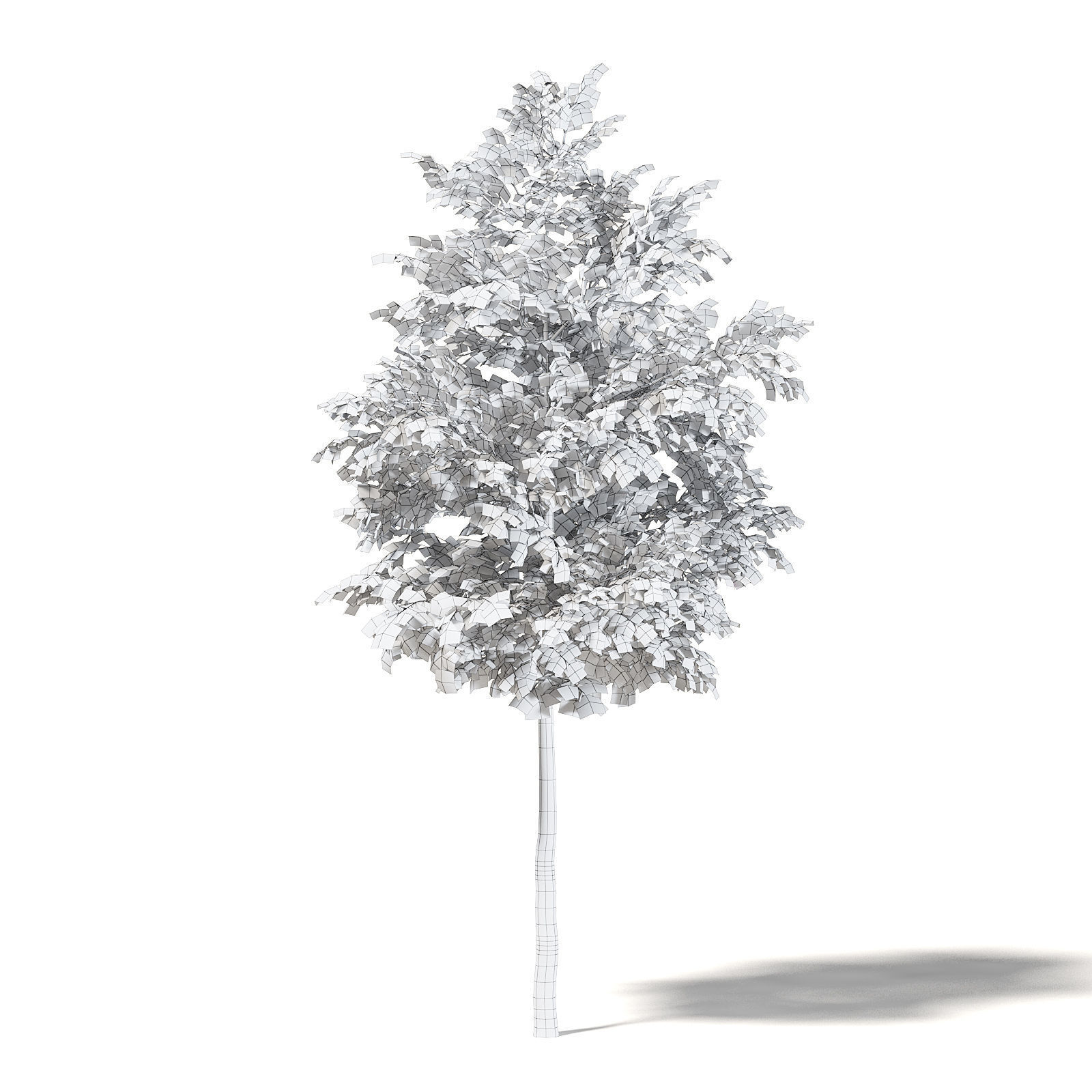 Silver Birch 3D Model 4m 3D model_3
