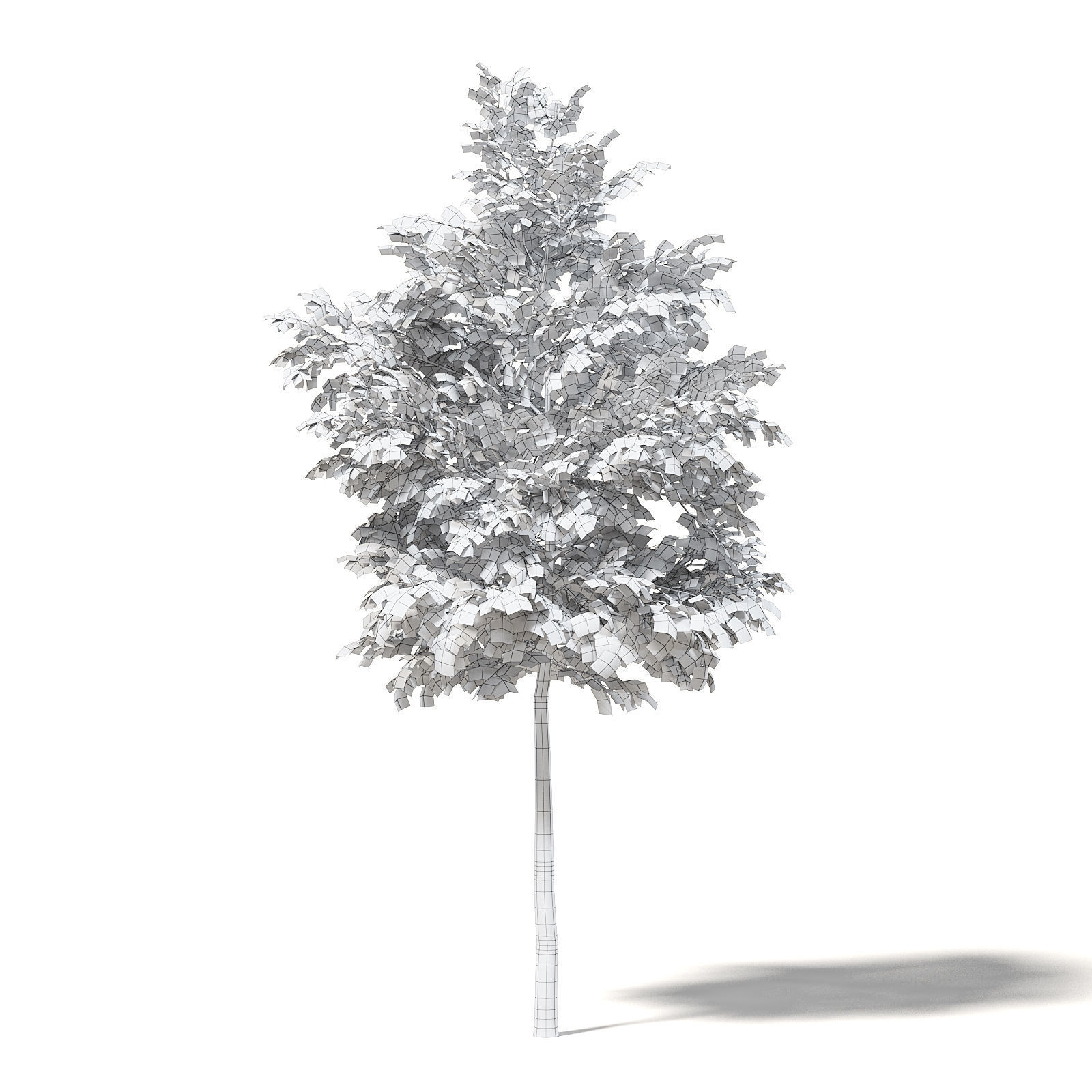 Silver Birch 3D Model 4m 3D model_1