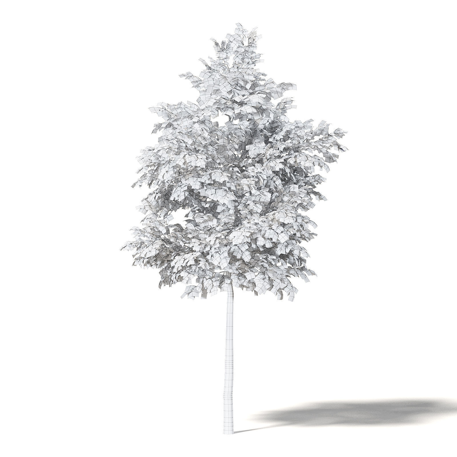 Silver Birch 3D Model 4m 3D model_5