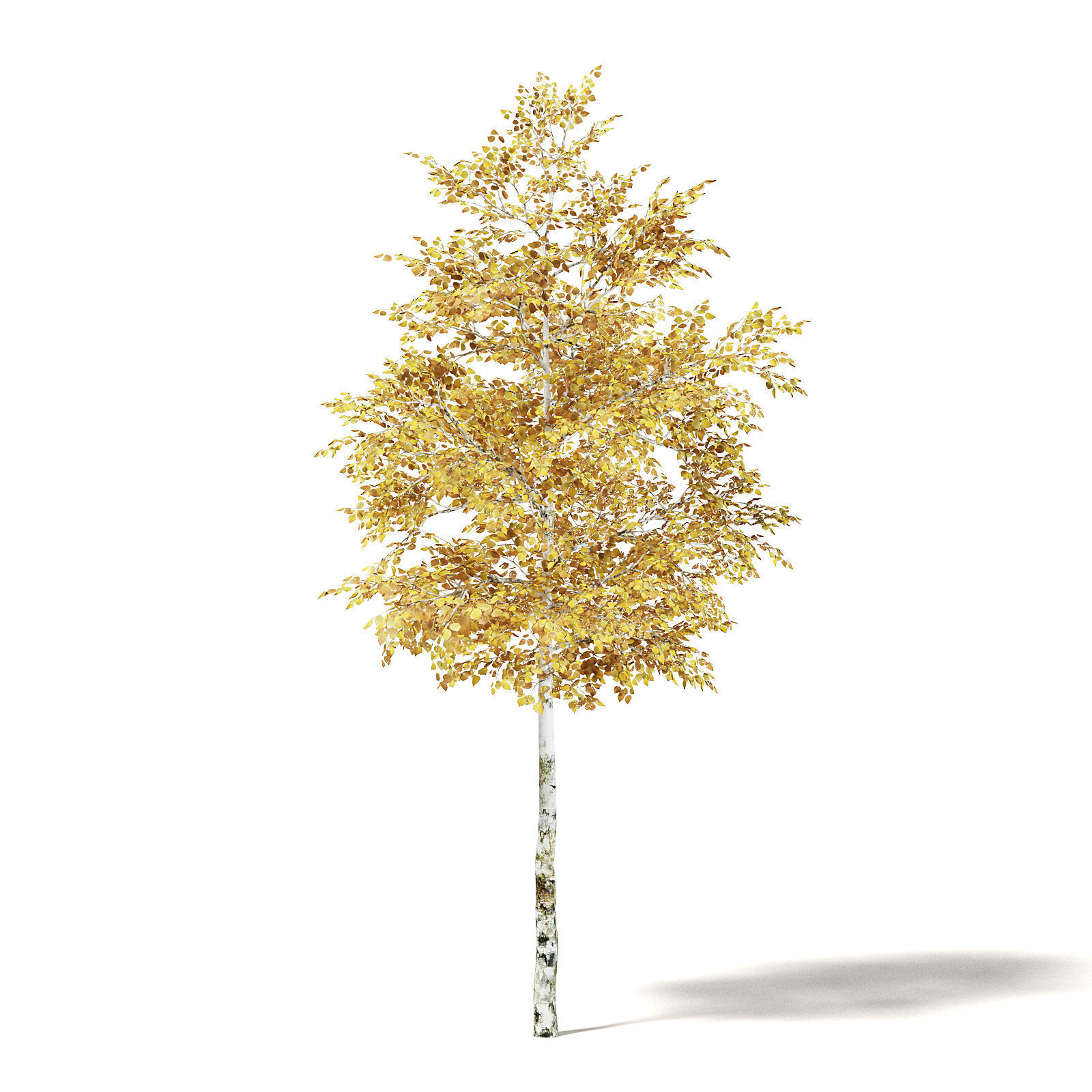 Silver Birch 3D Model 4m 3D model_2