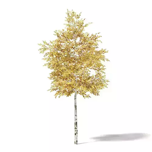 Silver Birch 3D Model 4m