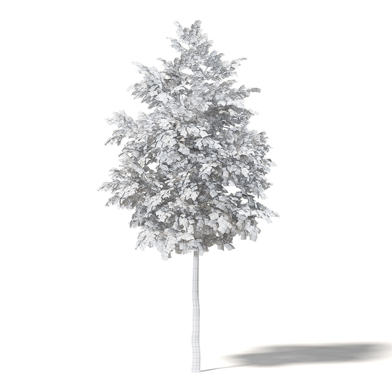 Silver Birch 3D Model 4m 3D model_7