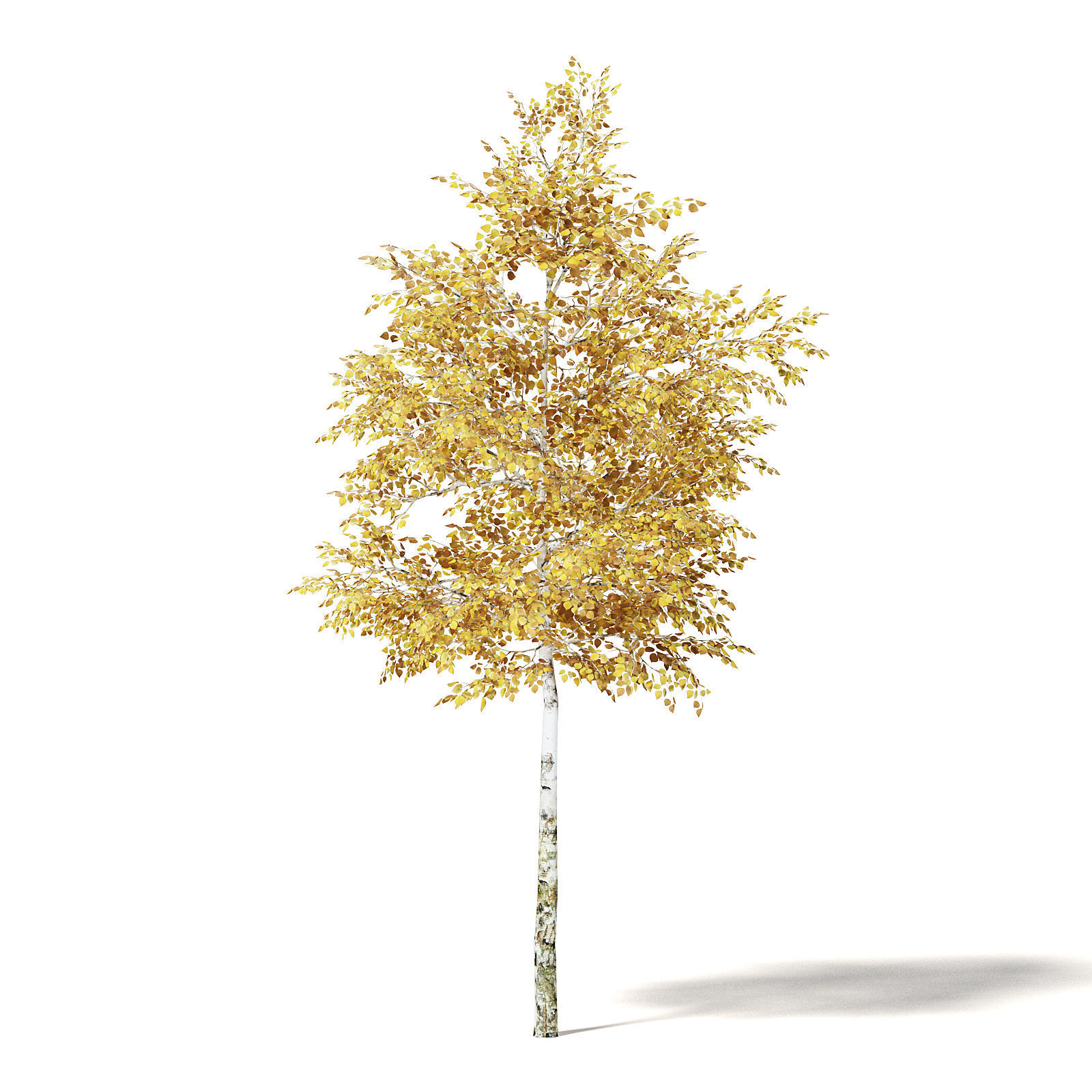 Silver Birch 3D Model 4m 3D model_4