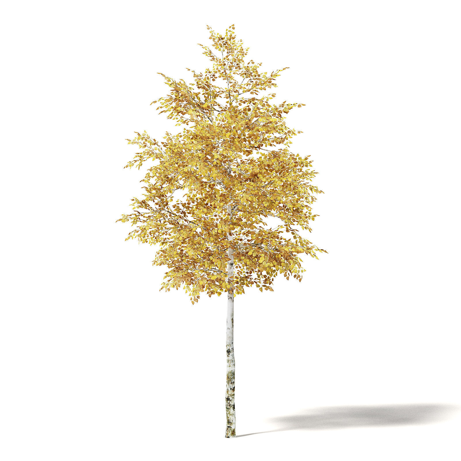 Silver Birch 3D Model 4m 3D model_6