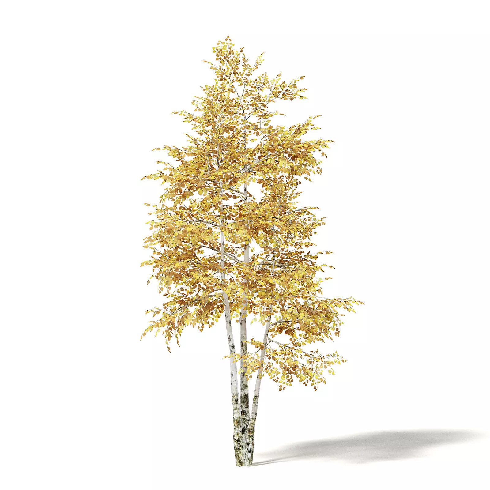 Silver Birch 3D Model 4m 3D model_0