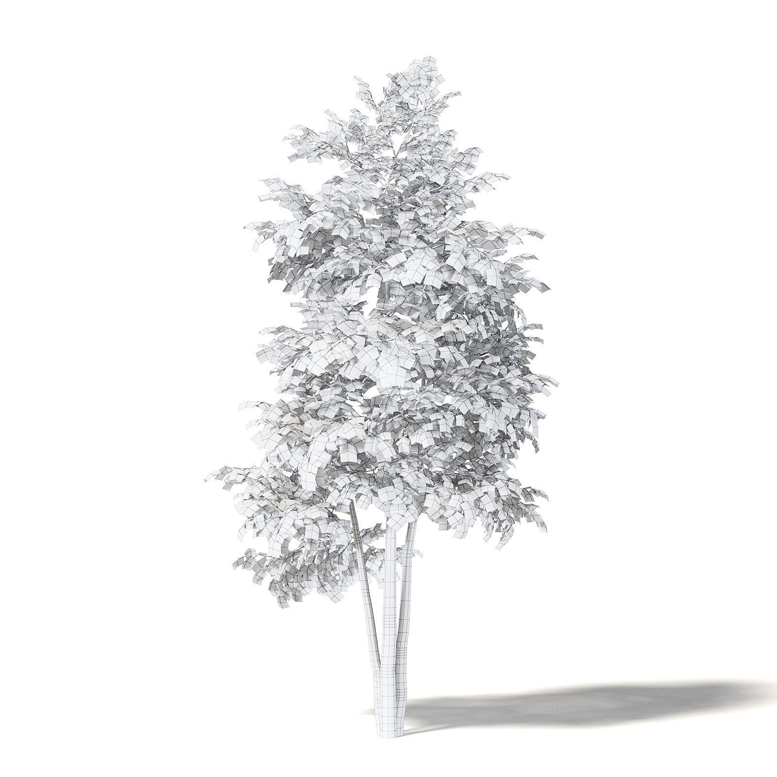 Silver Birch 3D Model 4m 3D model_5