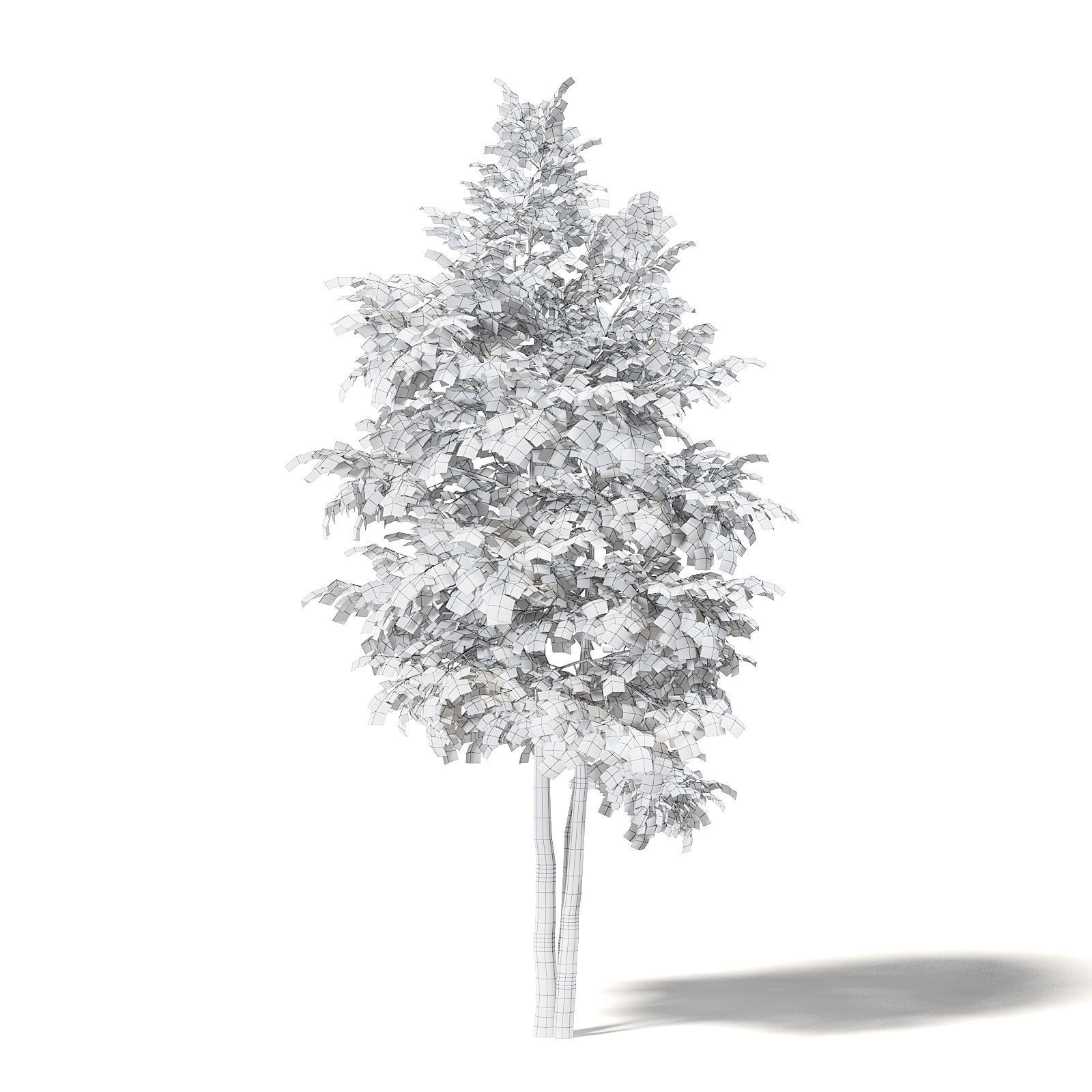 Silver Birch 3D Model 4m 3D model_7