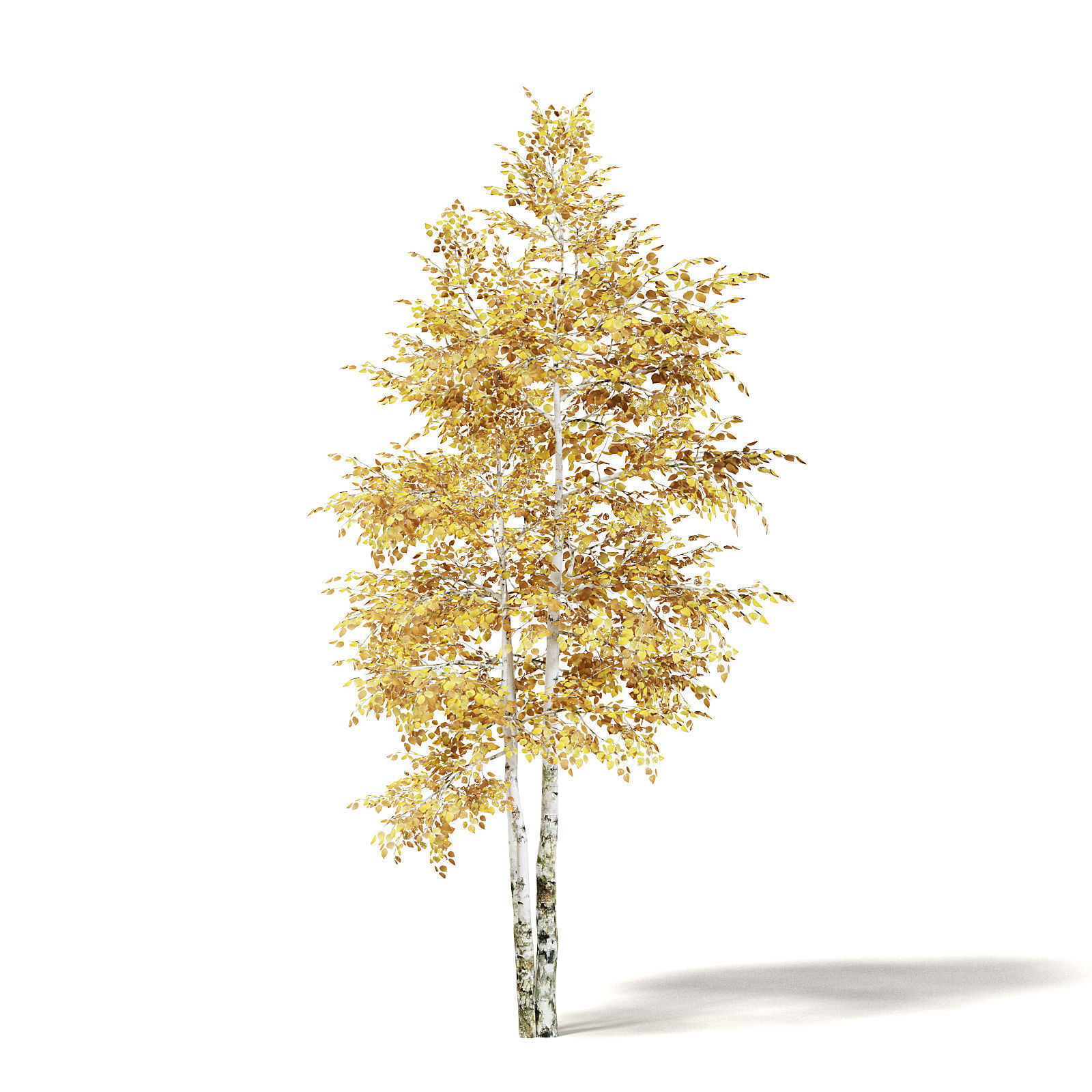 Silver Birch 3D Model 4m 3D model_2