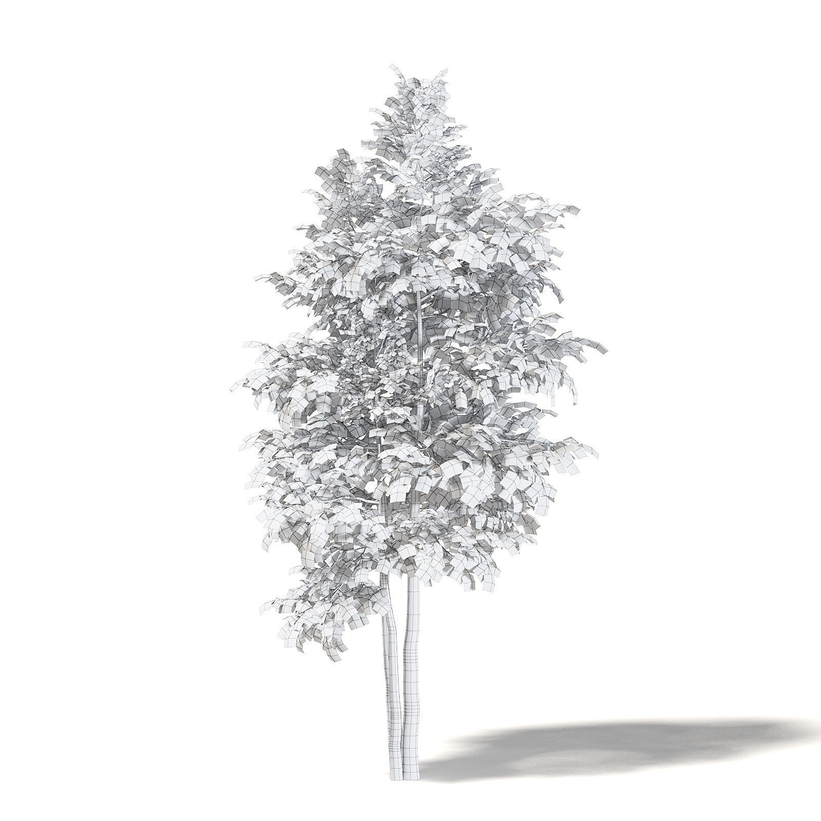 Silver Birch 3D Model 4m 3D model_3