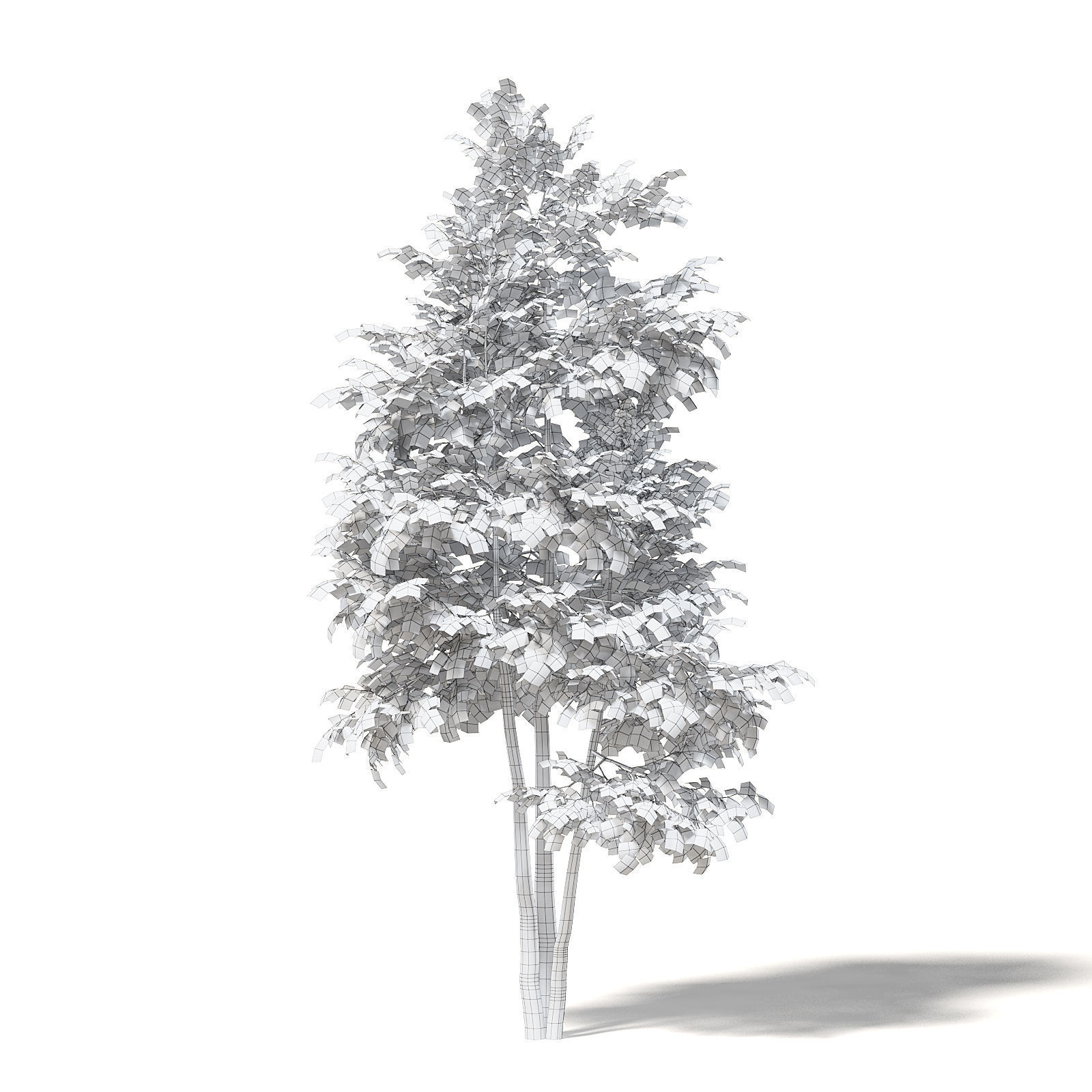 Silver Birch 3D Model 4m 3D model_1