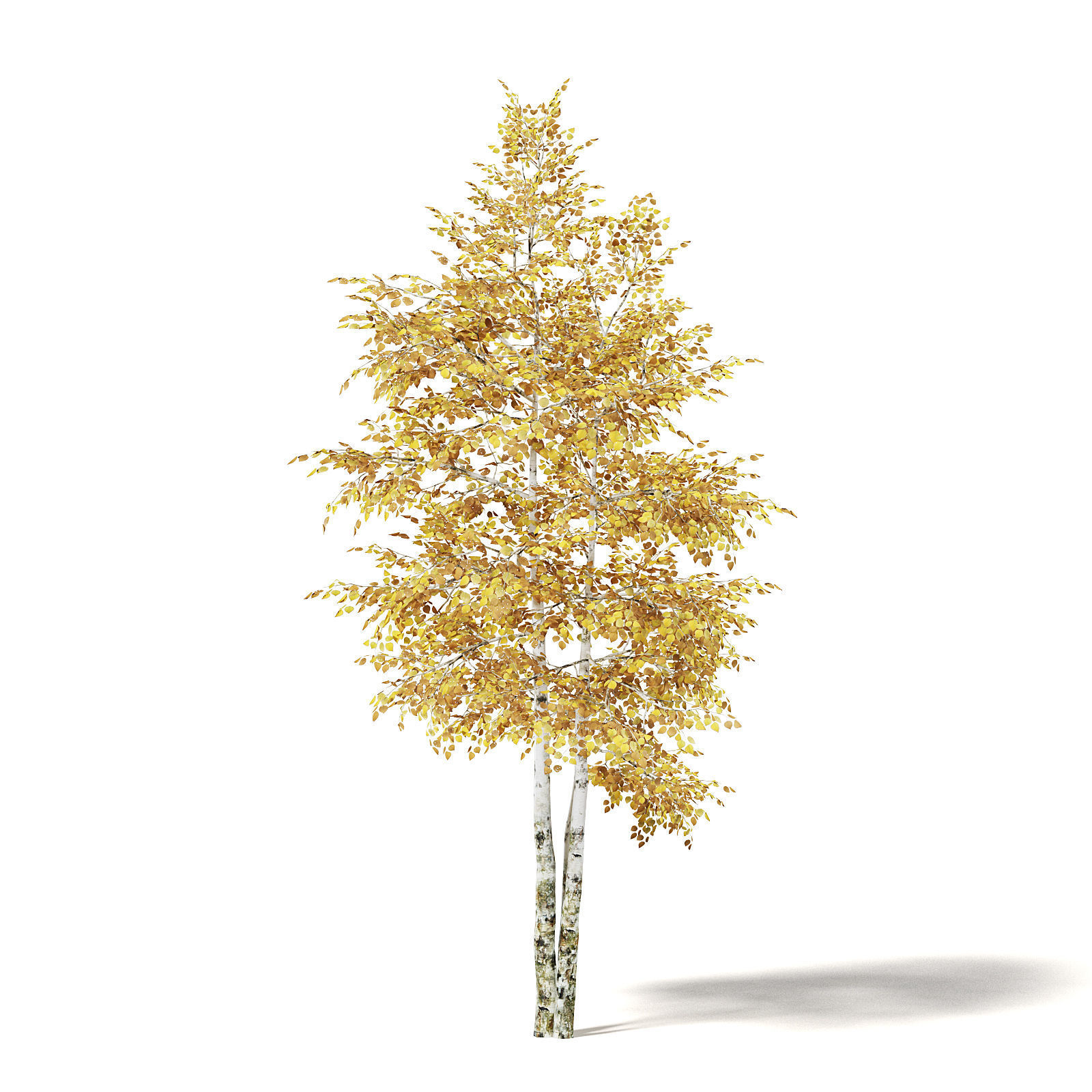 Silver Birch 3D Model 4m 3D model_6