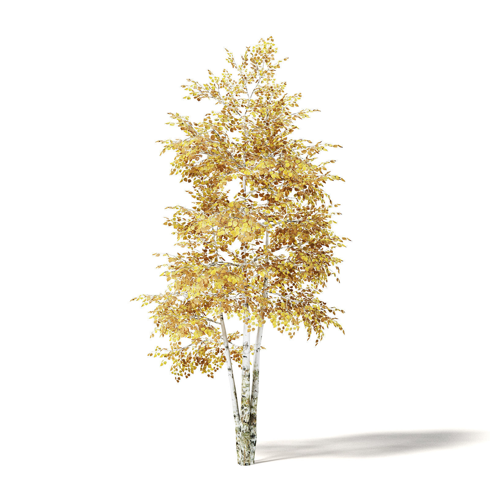 Silver Birch 3D Model 4m 3D model_4