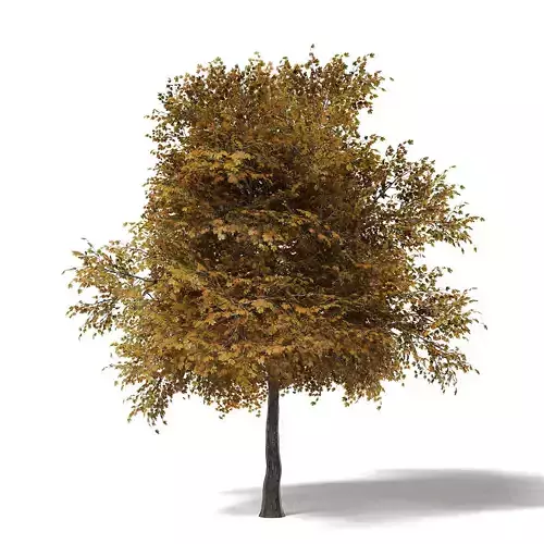 Field Maple 3D Model 6m