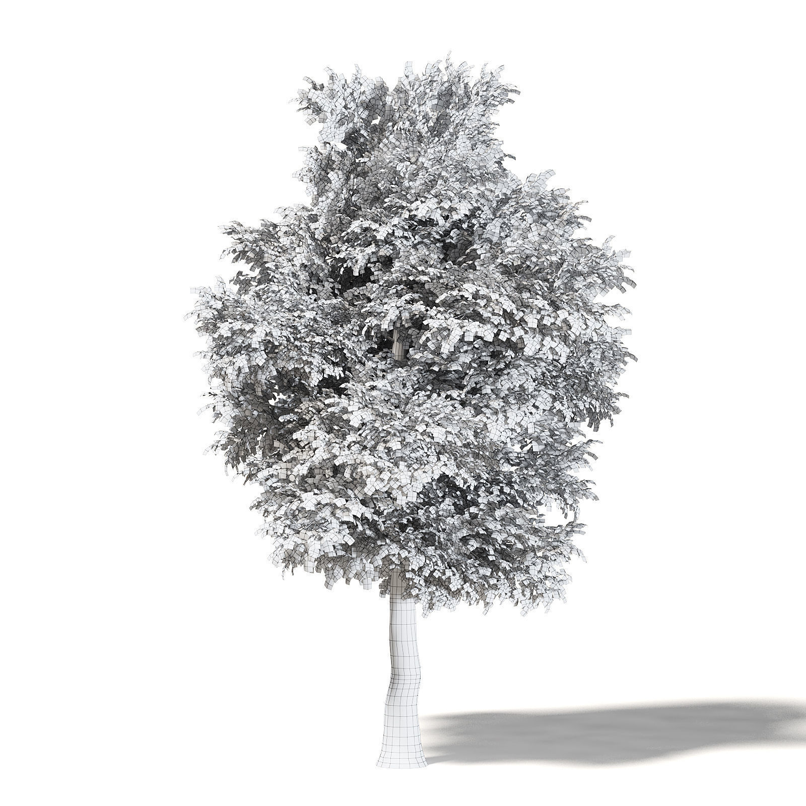 Field Maple 3D Model 12m 3D model_3