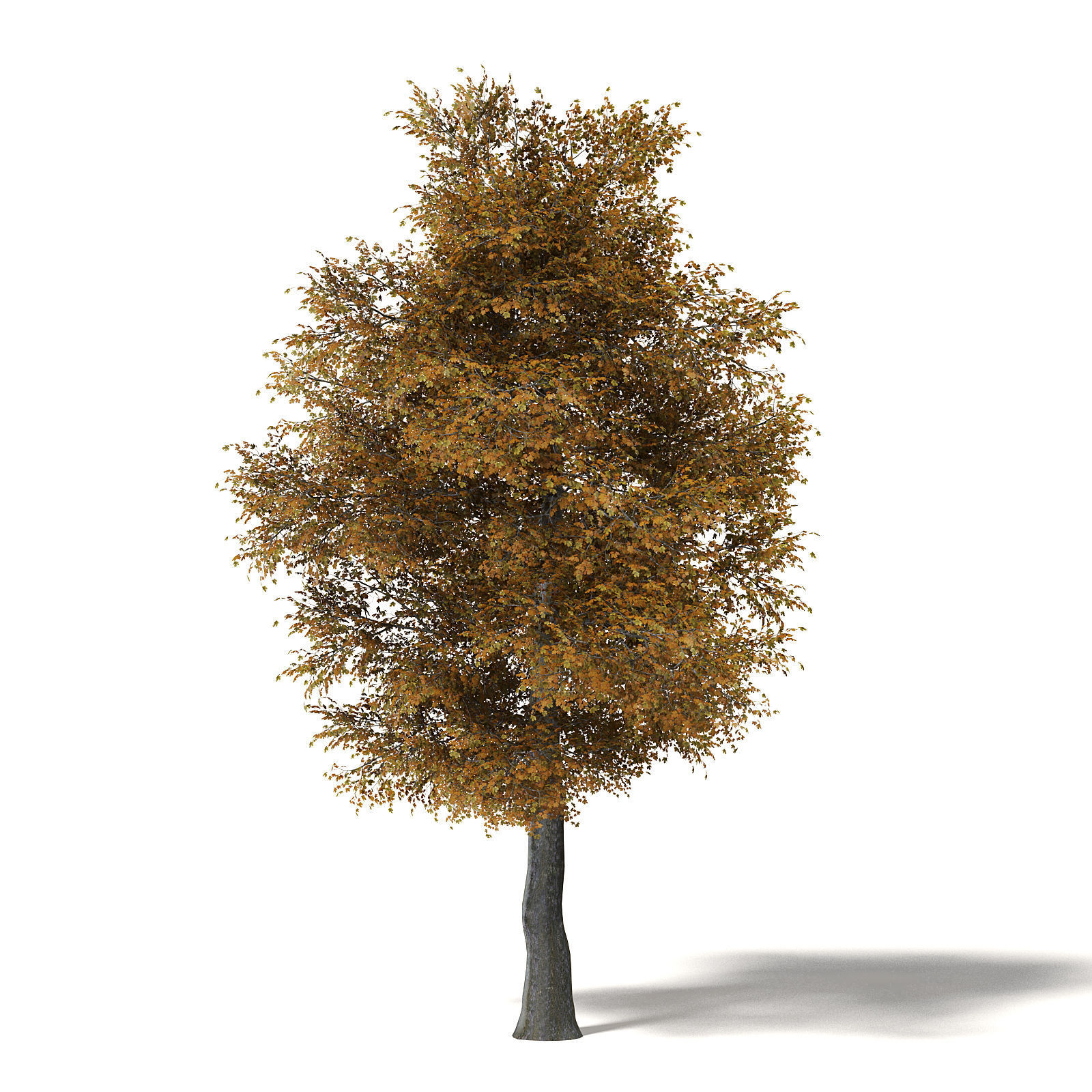 Field Maple 3D Model 12m 3D model_6
