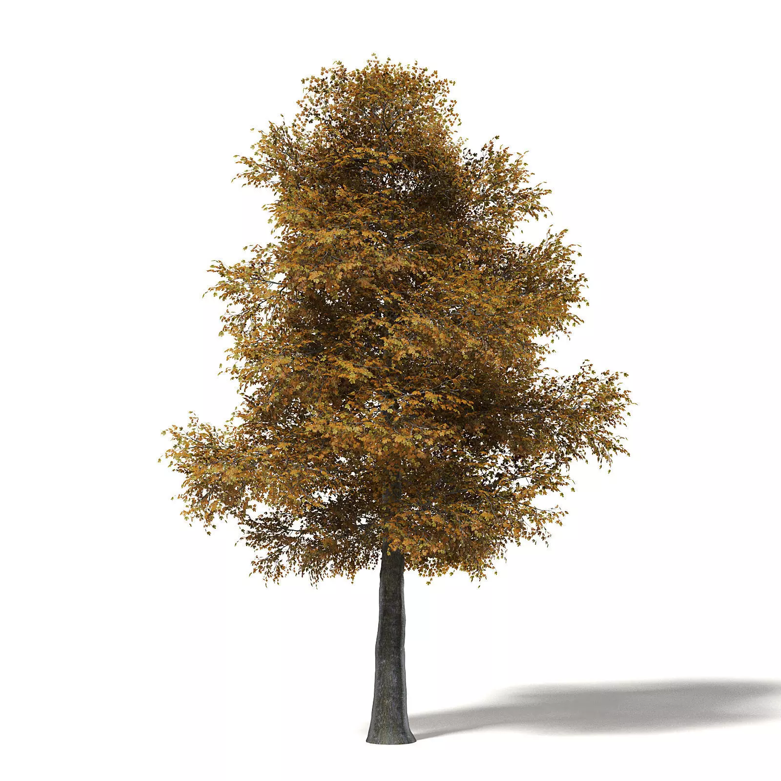 Field Maple 3D Model 12m 3D model_0
