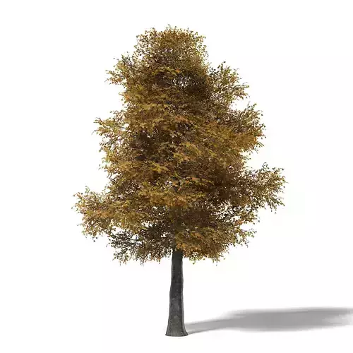 Field Maple 3D Model 12m