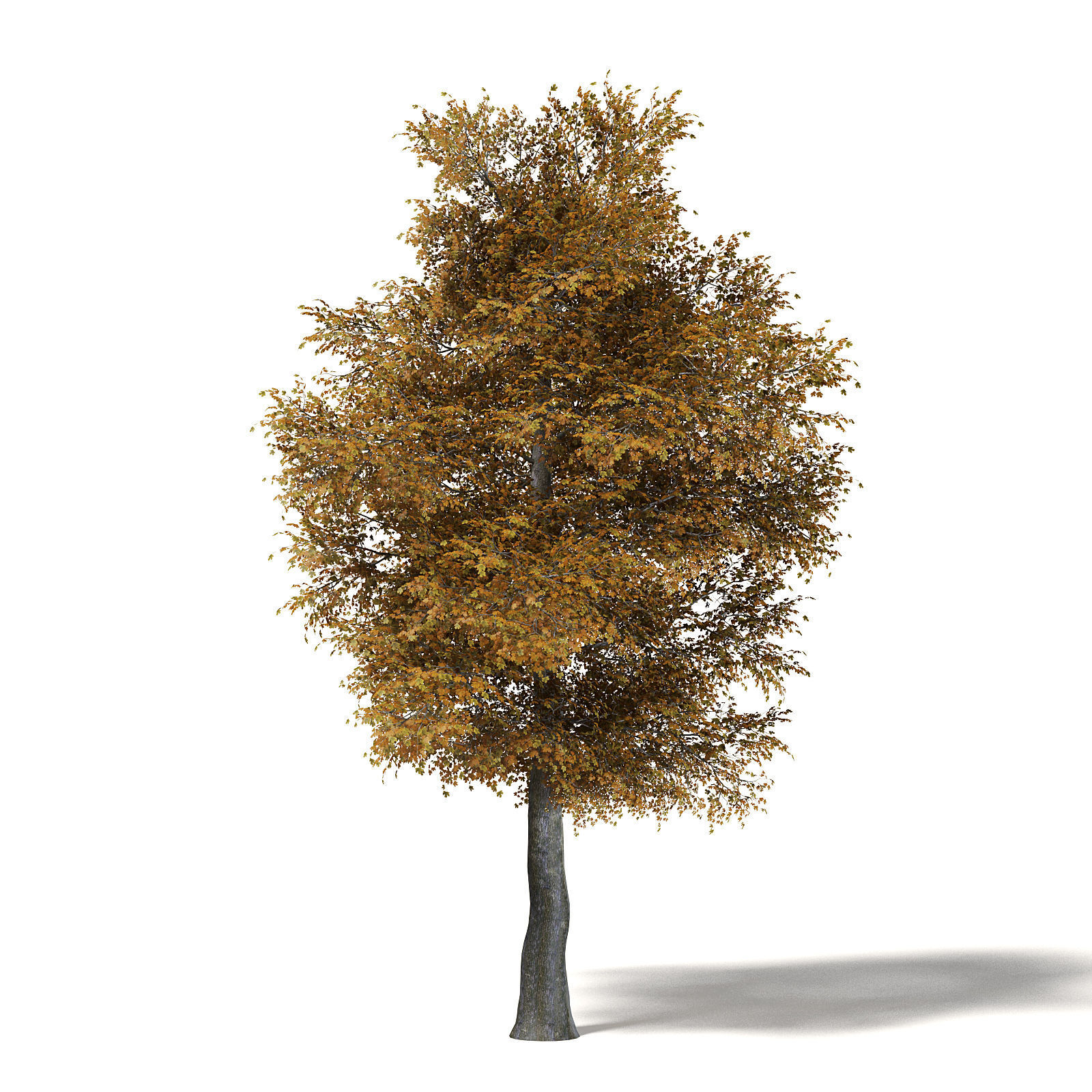Field Maple 3D Model 12m 3D model_2