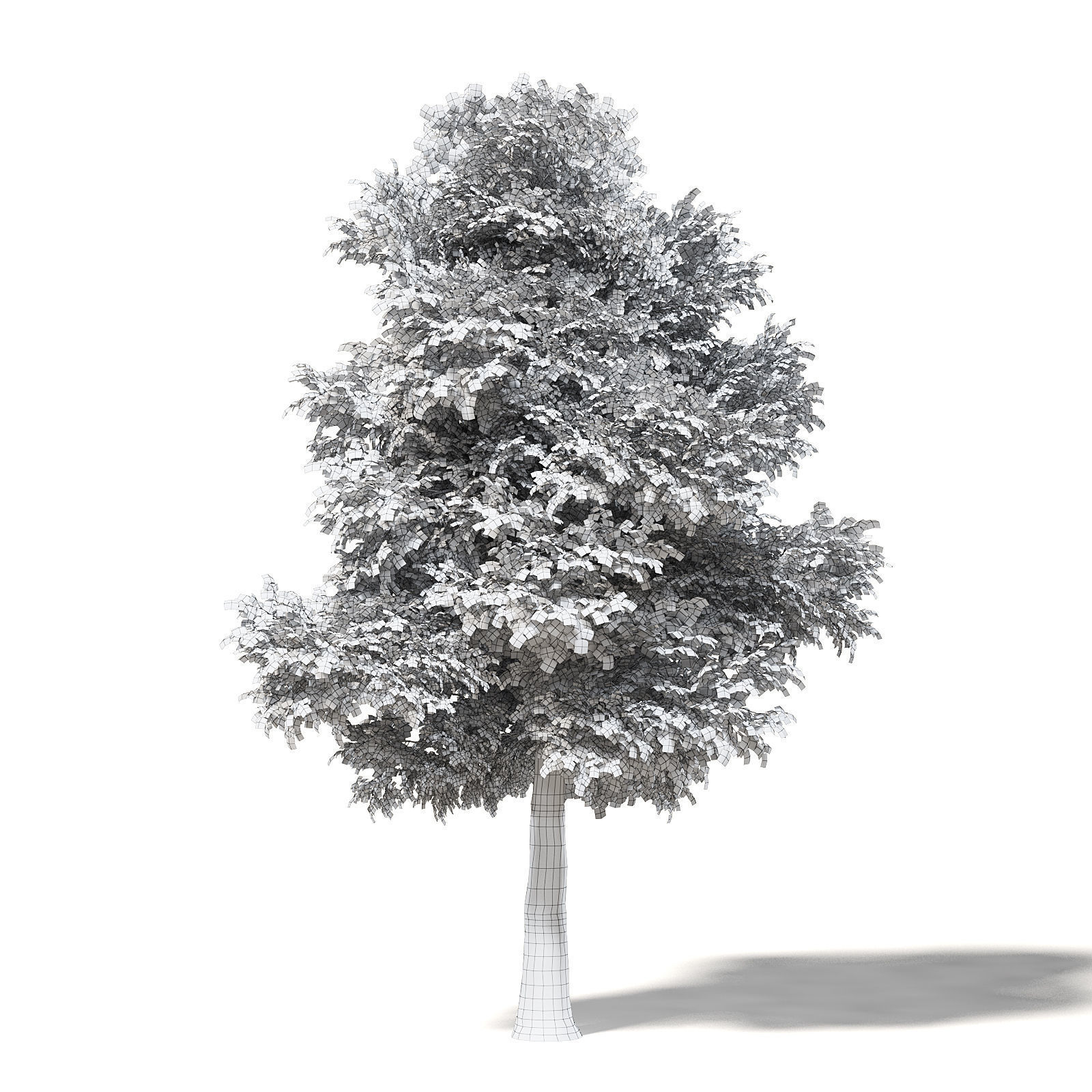 Field Maple 3D Model 12m 3D model_1