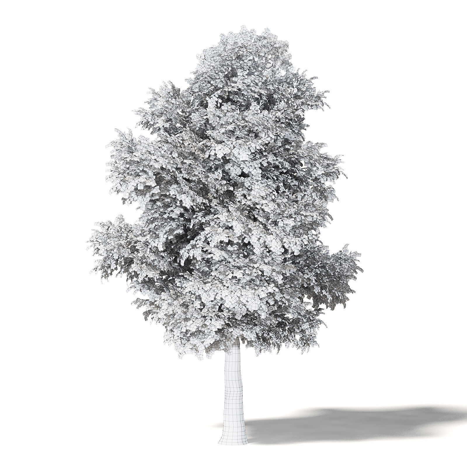 Field Maple 3D Model 12m 3D model_5