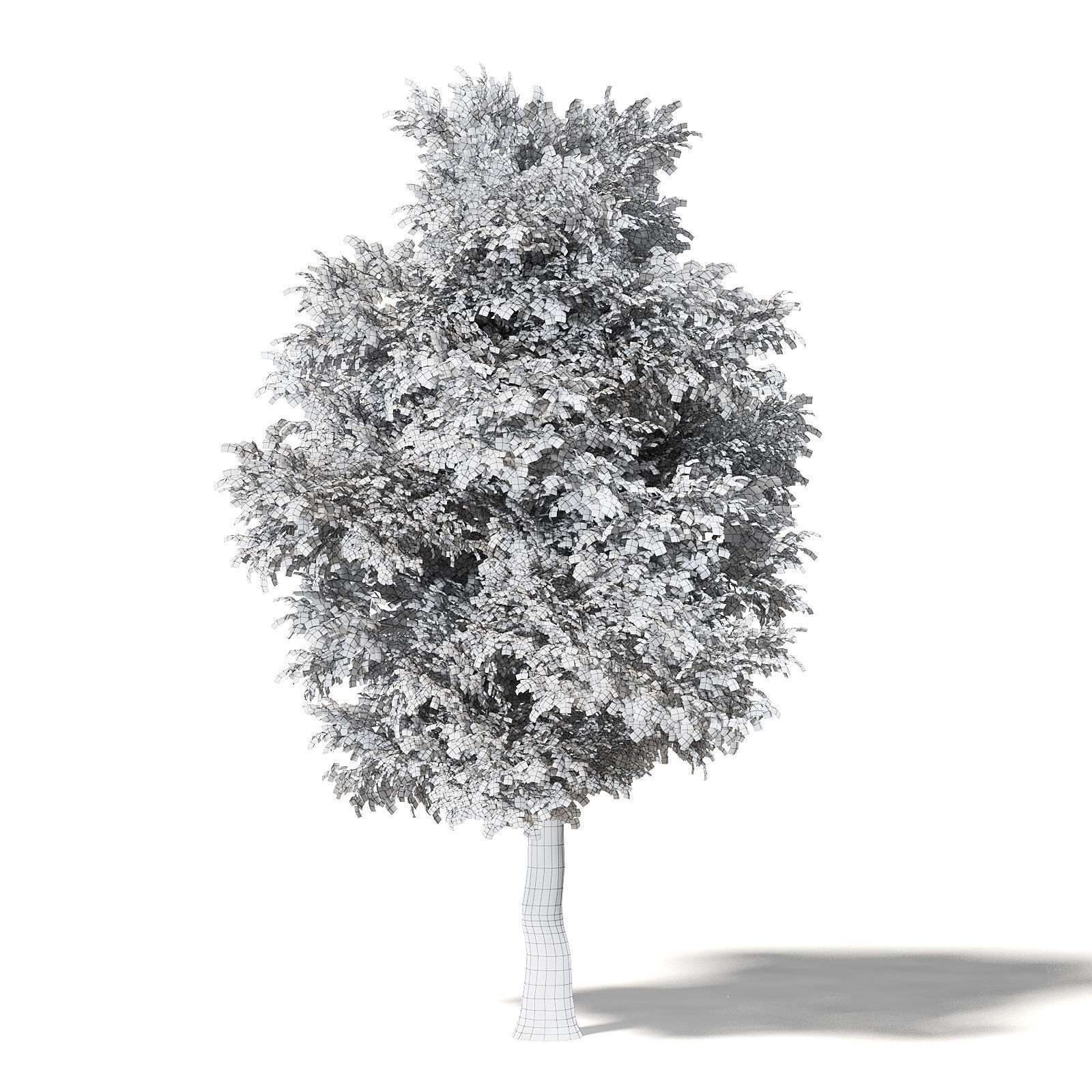 Field Maple 3D Model 12m 3D model_7