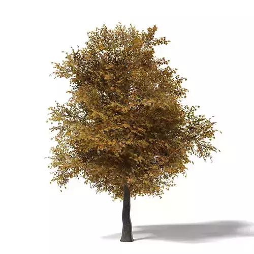 Field Maple 3D Model 8m