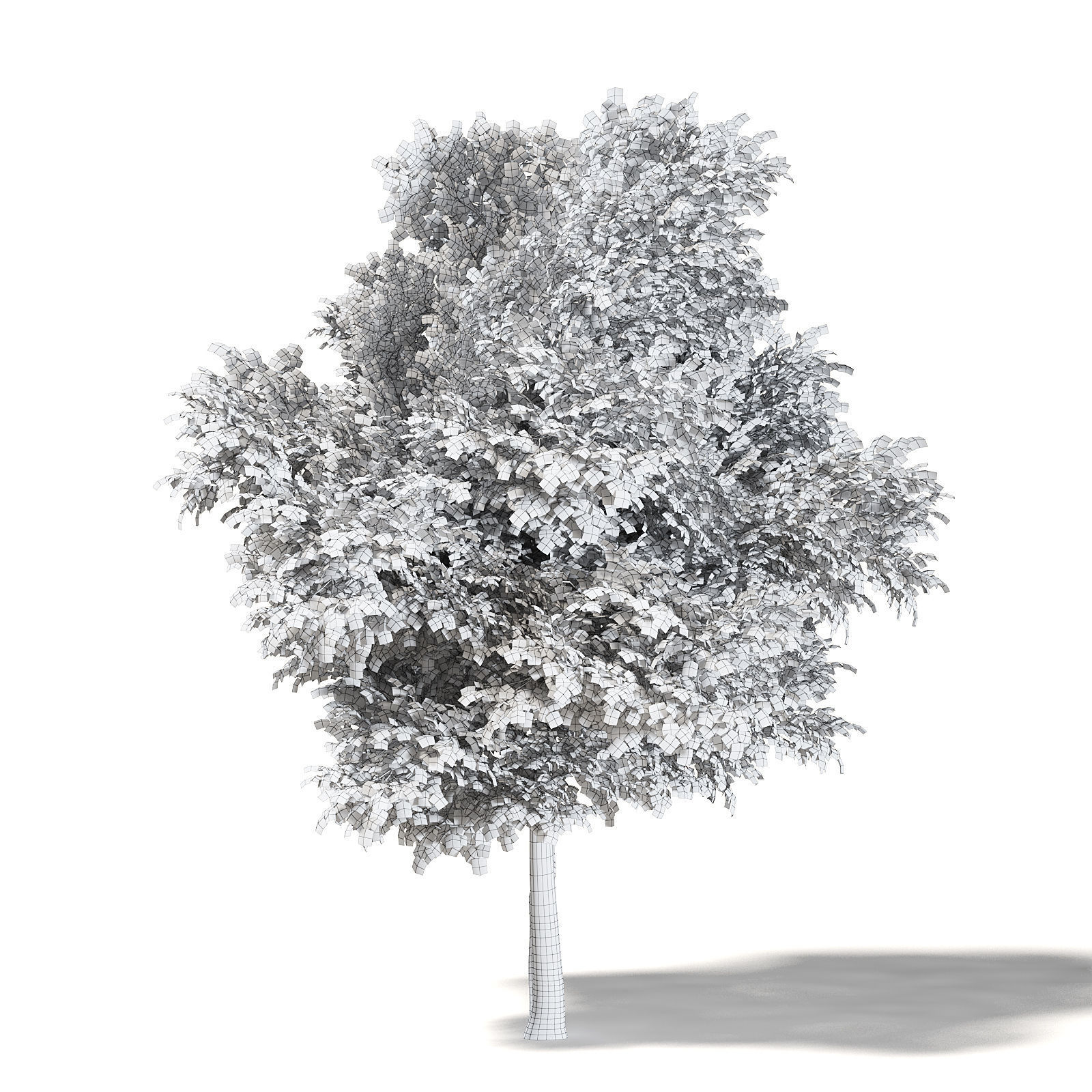 Field Maple 3D Model 10m 3D model_3